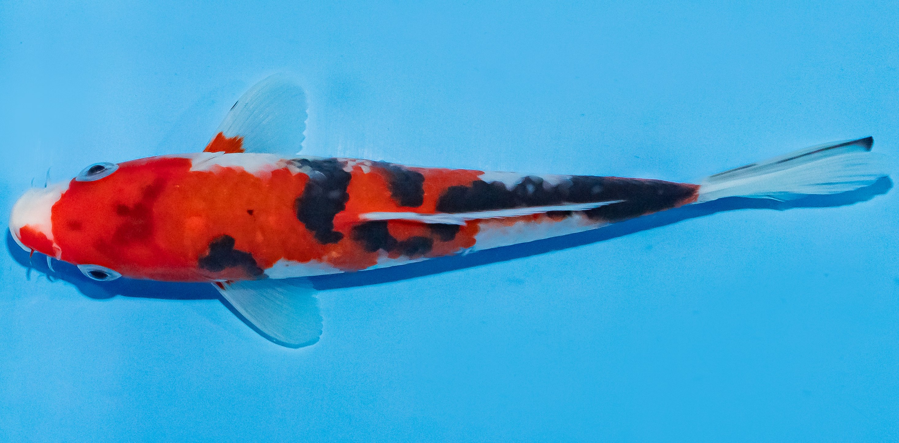 Koi 17-20cm Nr. 2011