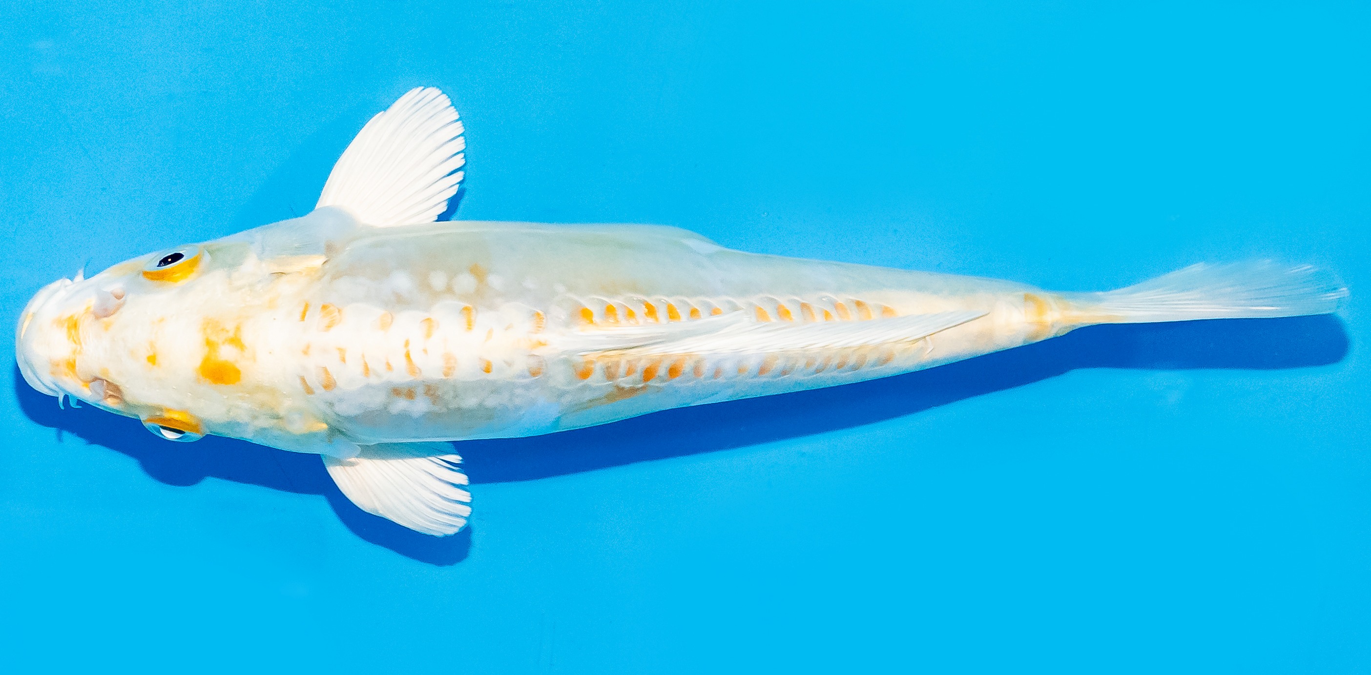 Koi 20-25cm Nr. 6666