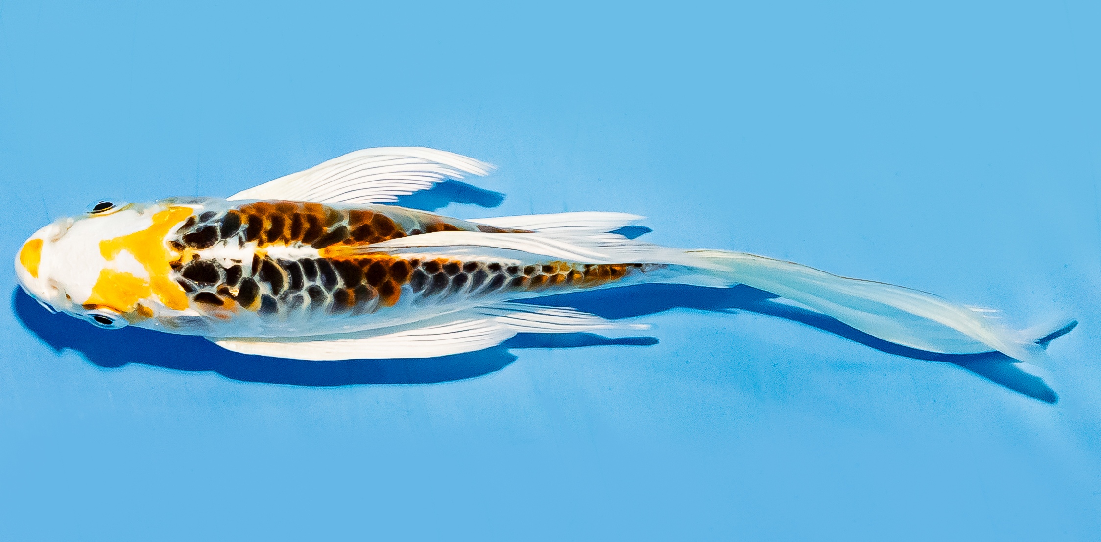 Butterfly Koi 14-17cm Nr. 7449