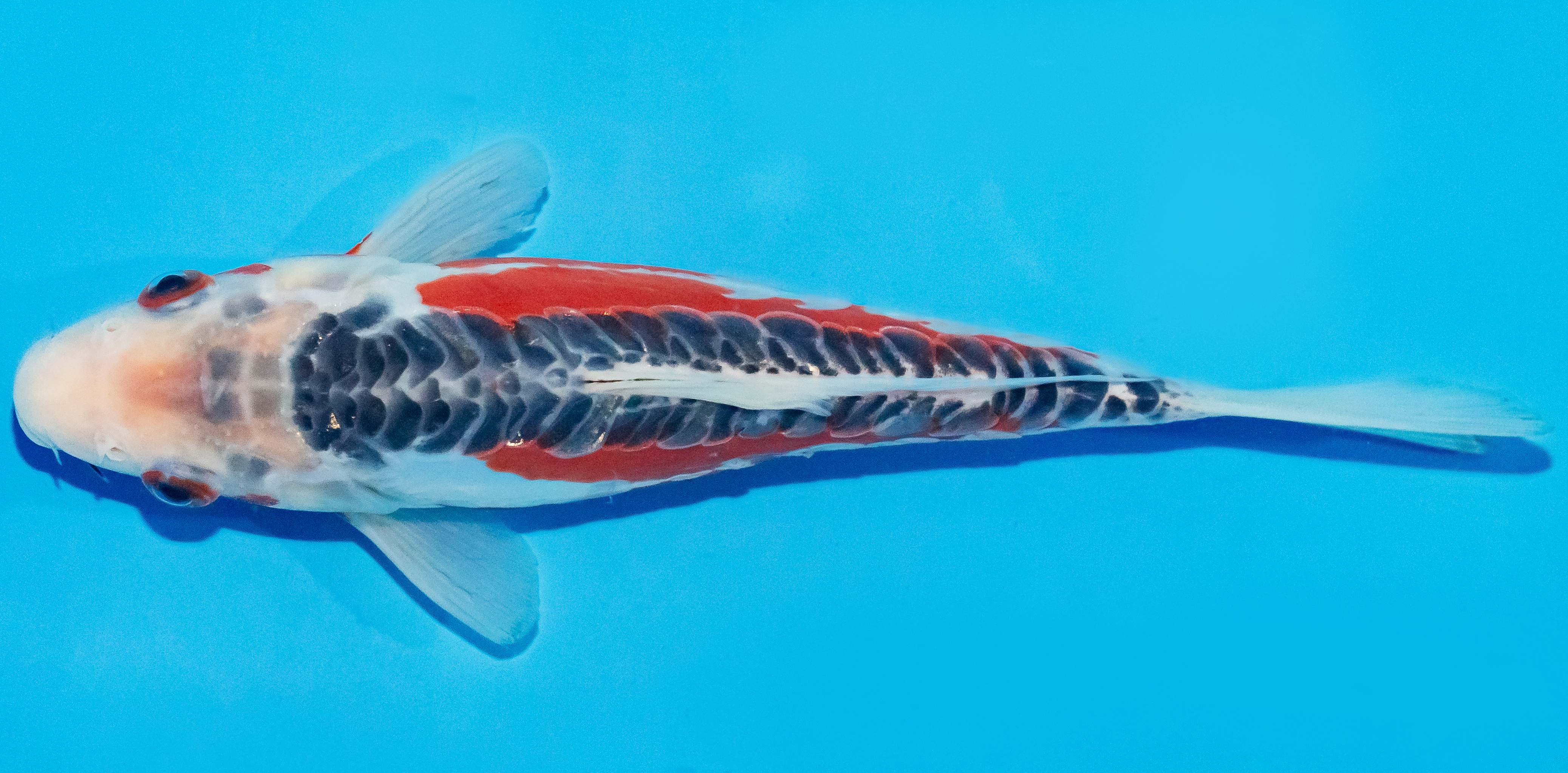 Koi 25-30cm Nr. 1557