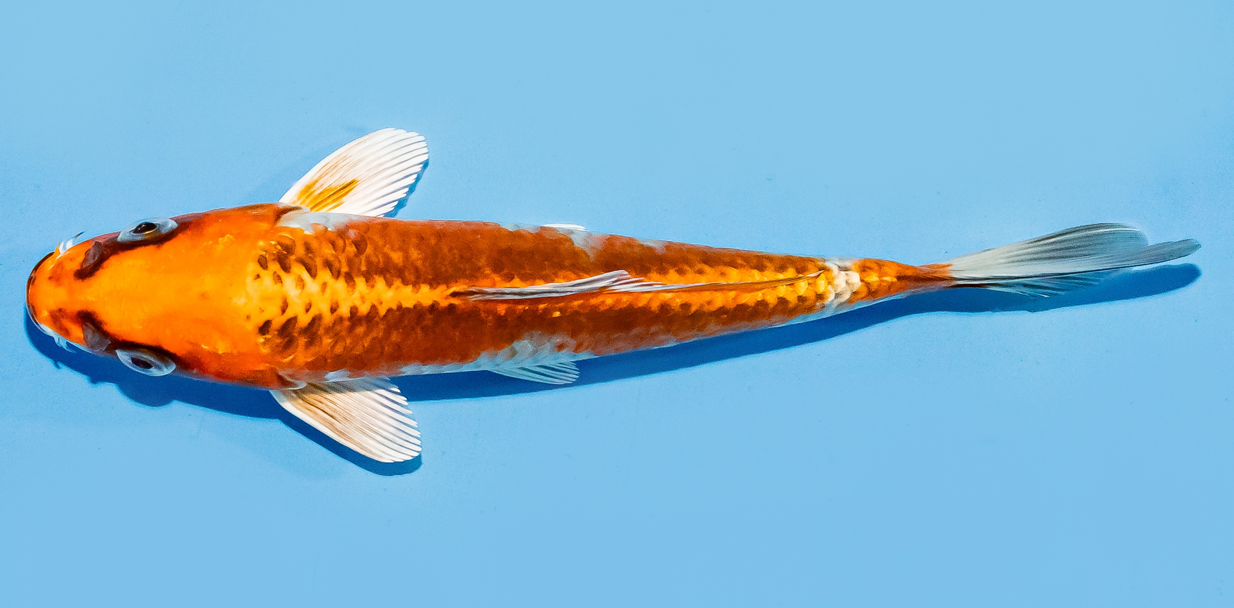Koi 17-20cm Nr. 7718