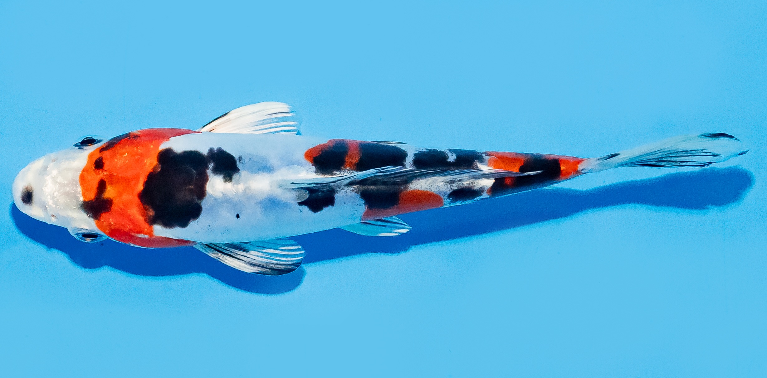 Koi 17-20cm Nr. 8807