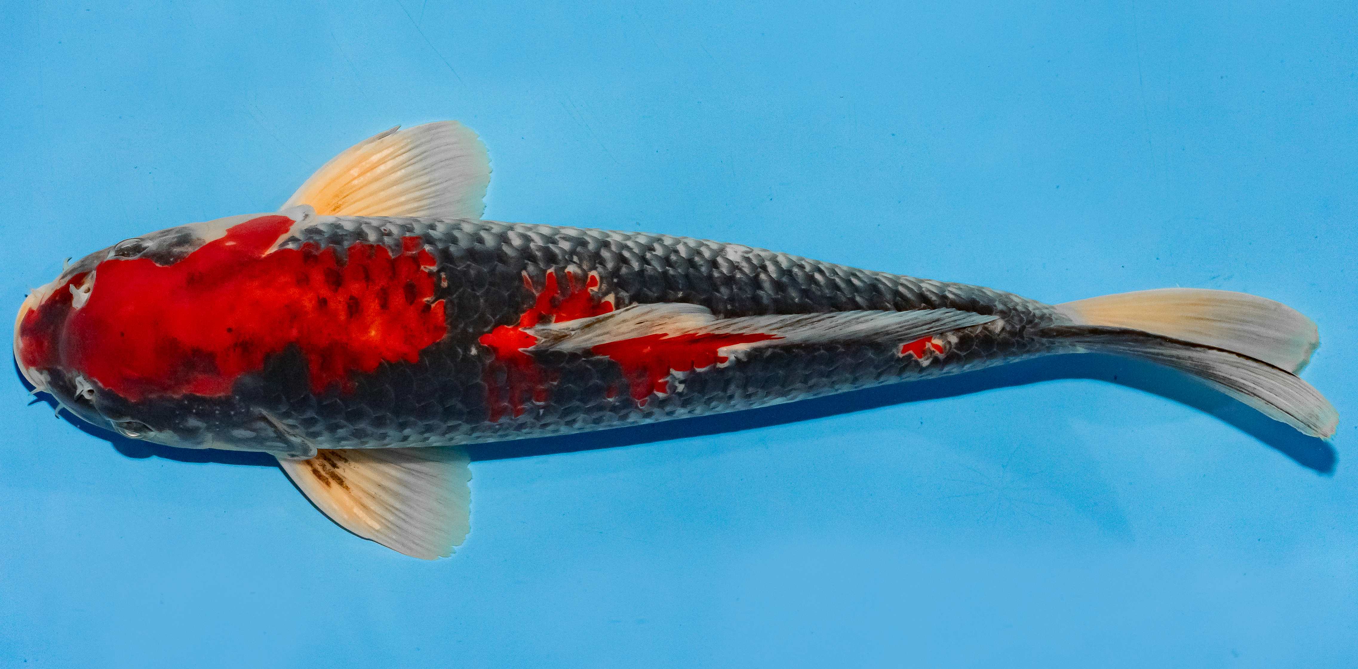 Koi 40-45cm Nr. 4921