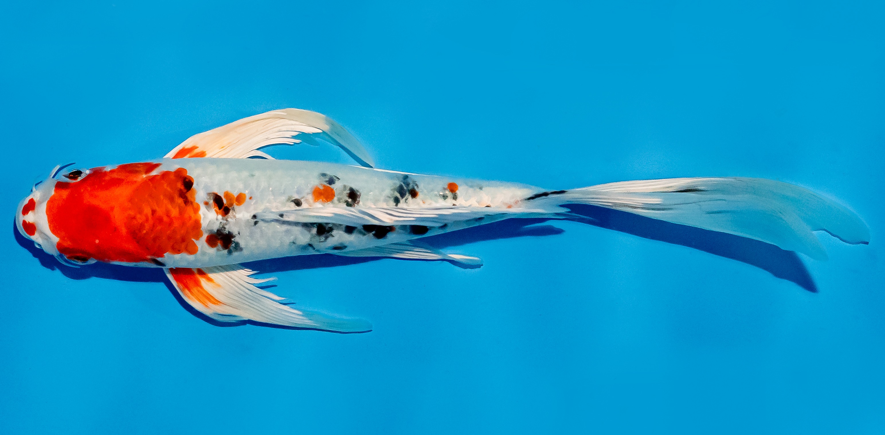 Butterfly Koi 25-30cm Nr. 6417