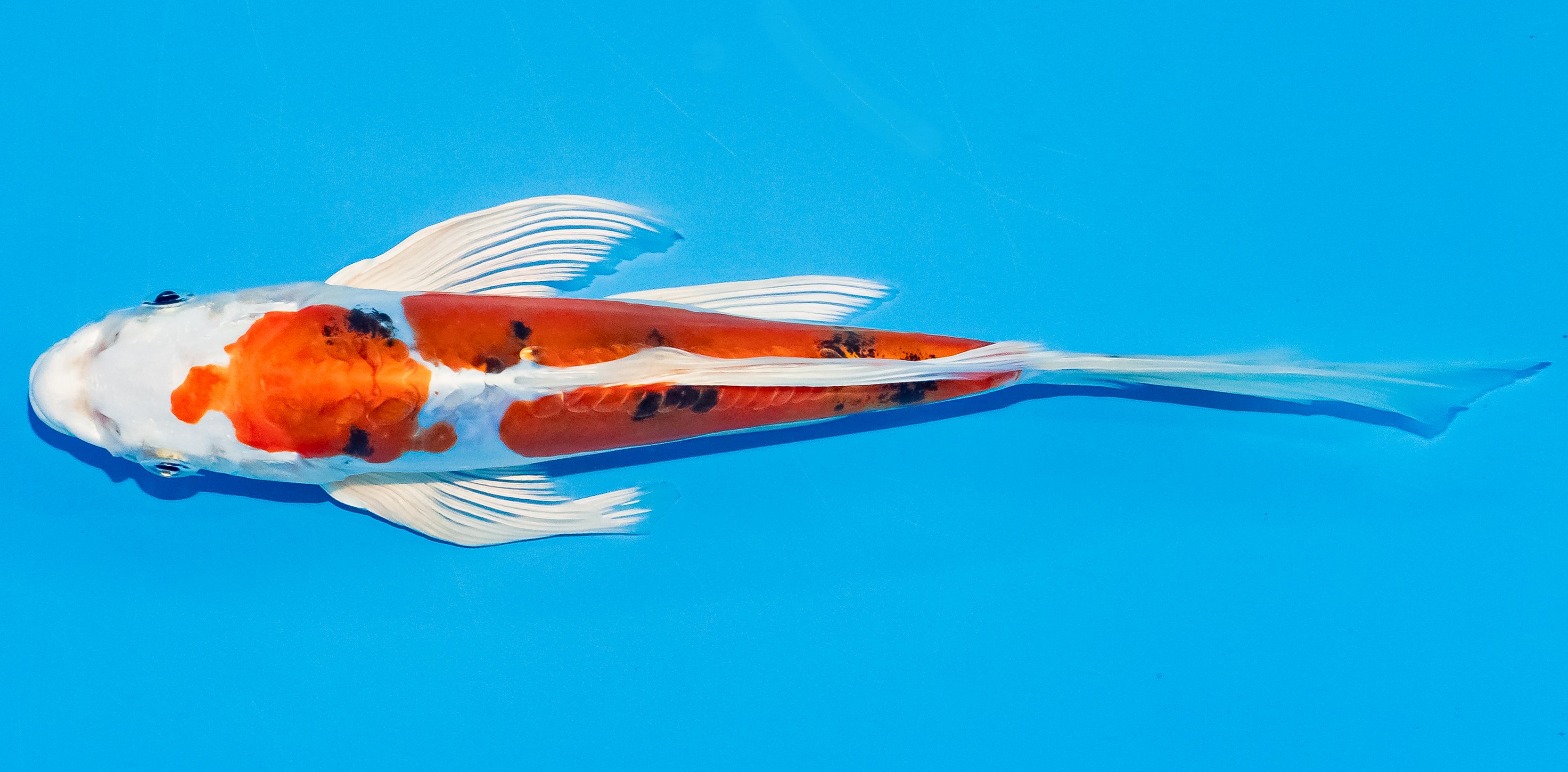 Butterfly Koi 20-25cm Nr. 3316