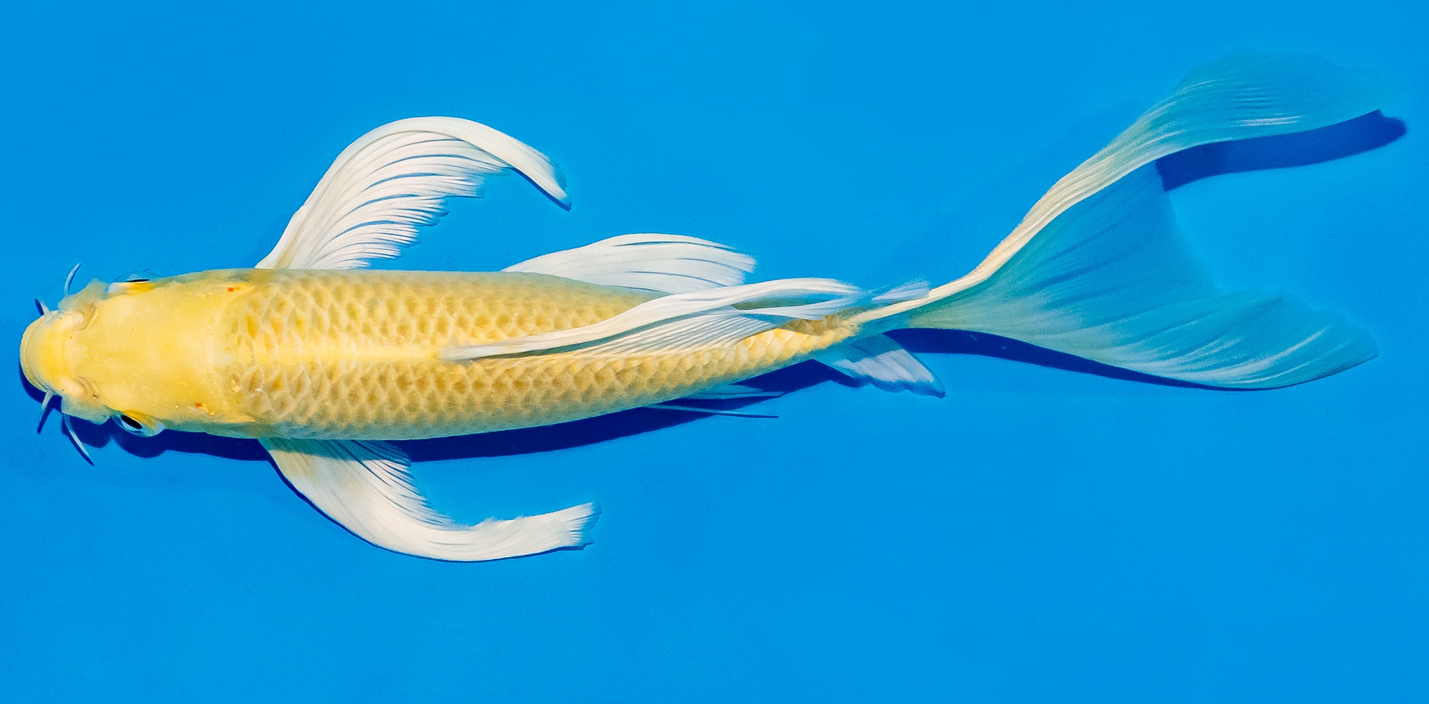 Butterfly Koi 25-30cm Nr. 6420