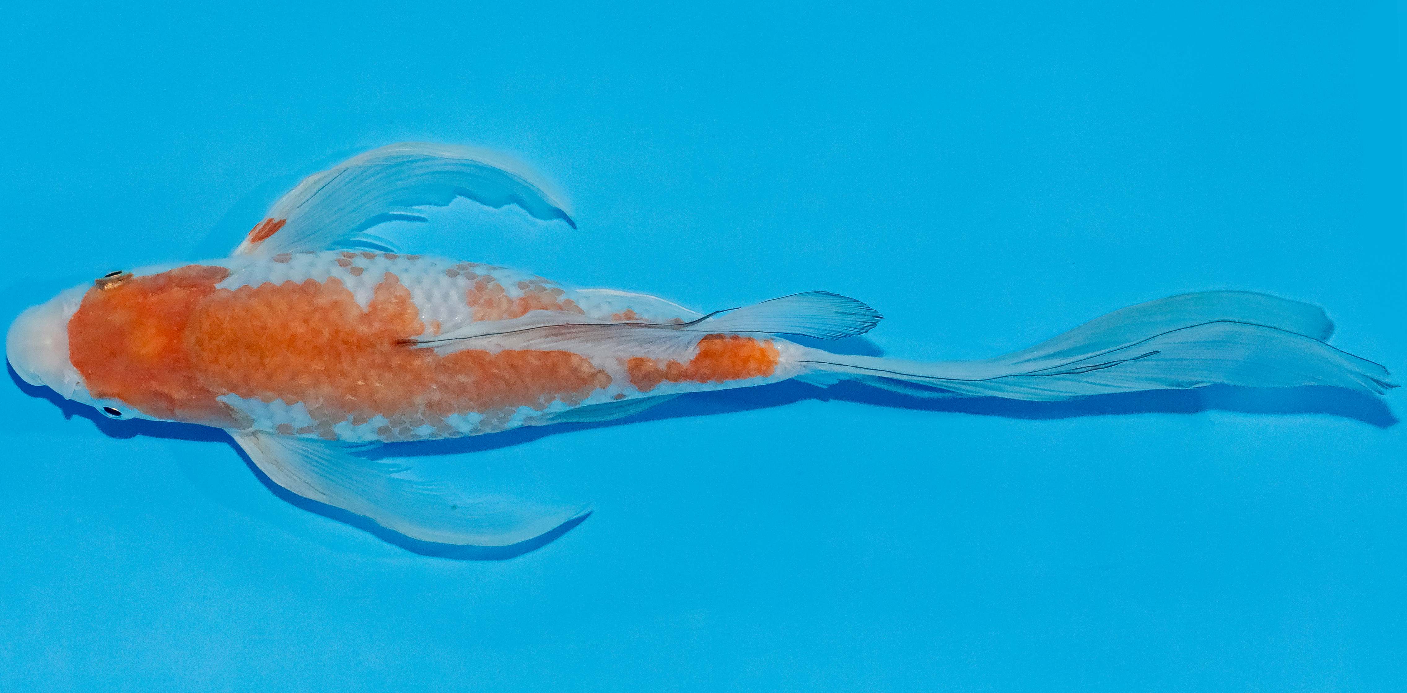 Butterfly Koi 25-30cm Nr. 2350