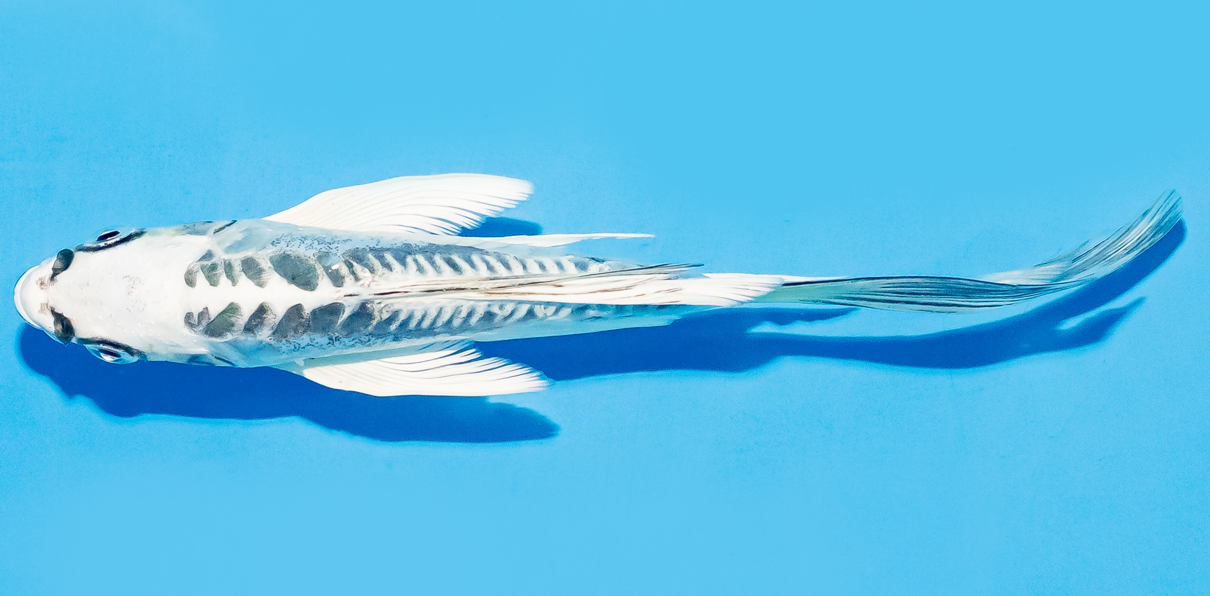 Butterfly Koi 14-17cm Nr. 8221