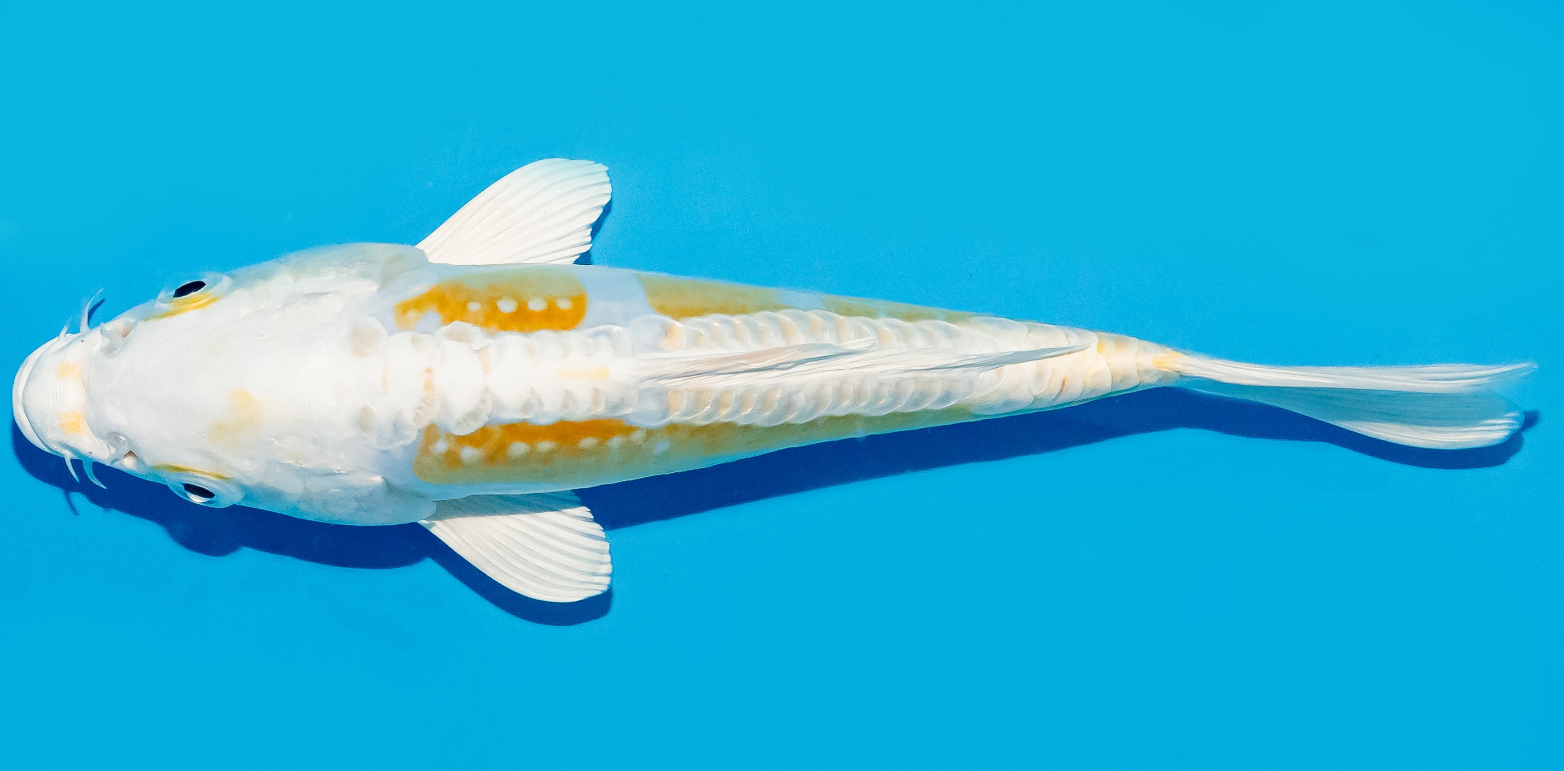 Koi 20-25cm Nr. 8644