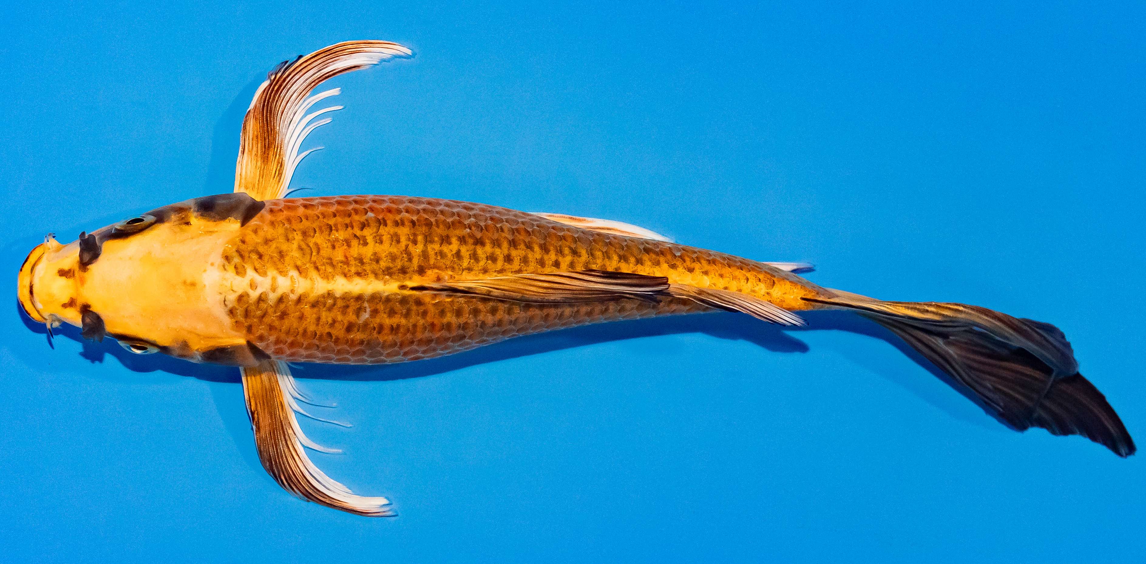 Butterfly Koi 25-30cm Nr. 2325