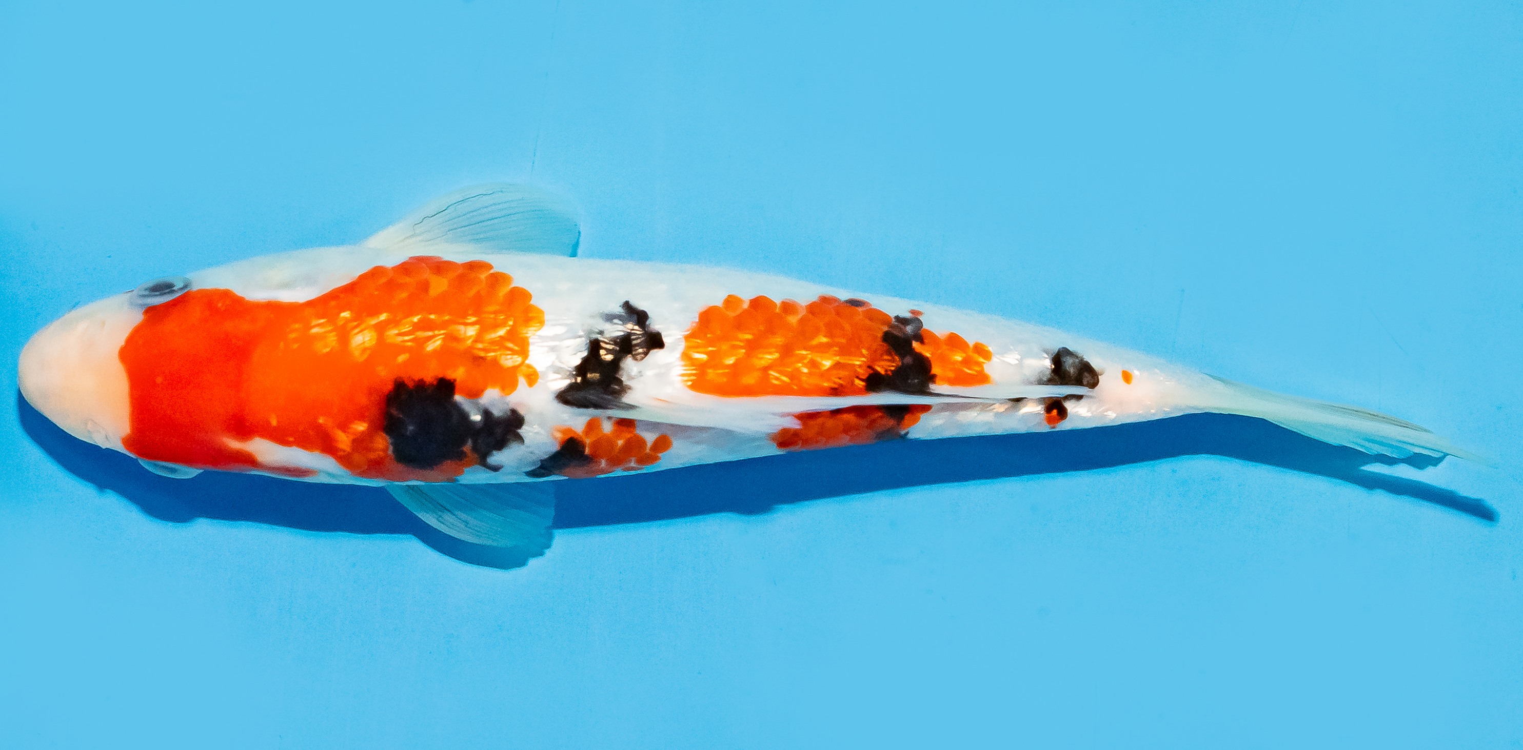Koi 17-20cm Nr. 6887