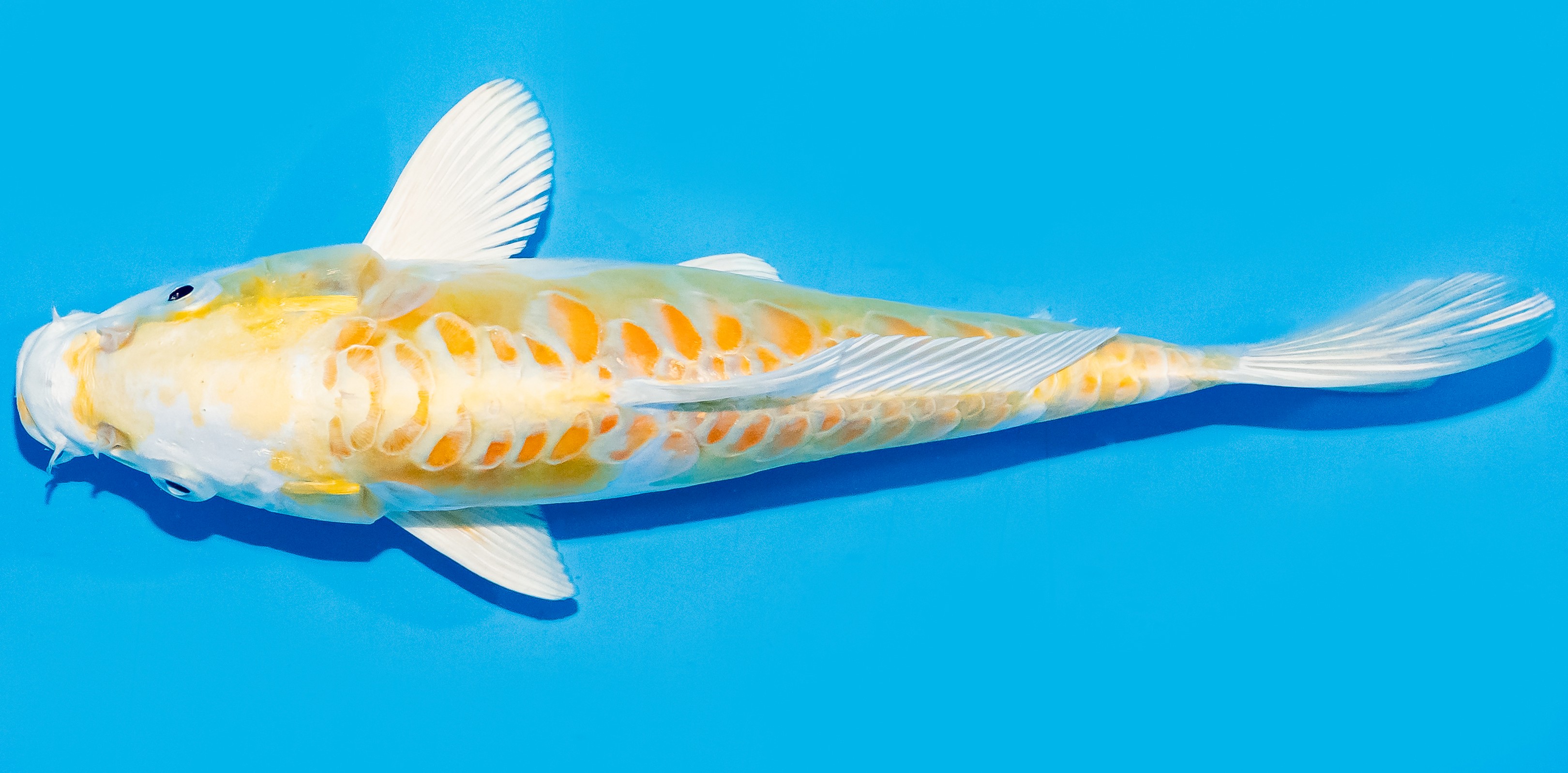 Koi 25-30cm Nr. 8320