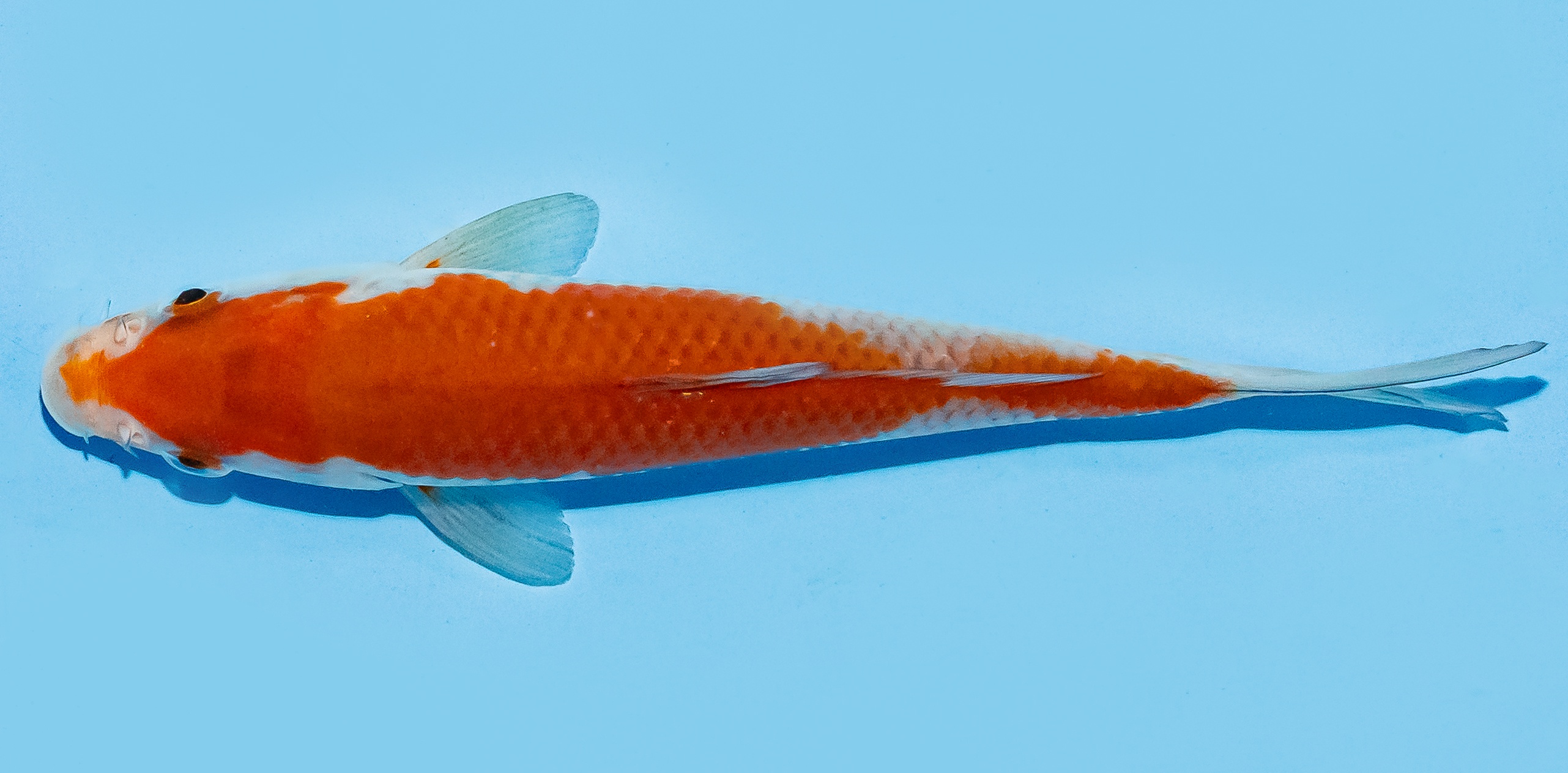 Koi 17-20cm Nr. 8712