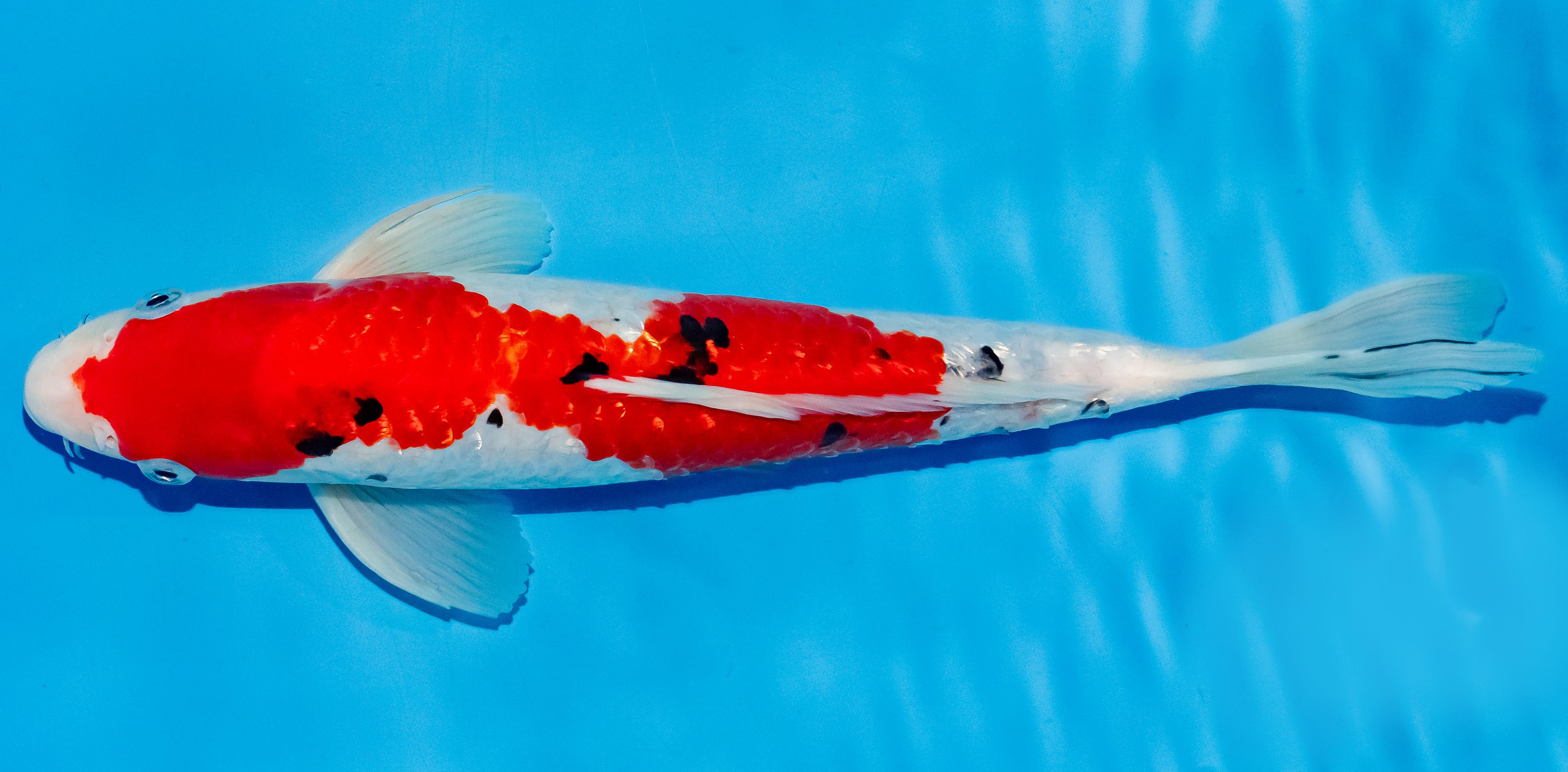 Koi 30-35cm Nr. 6356