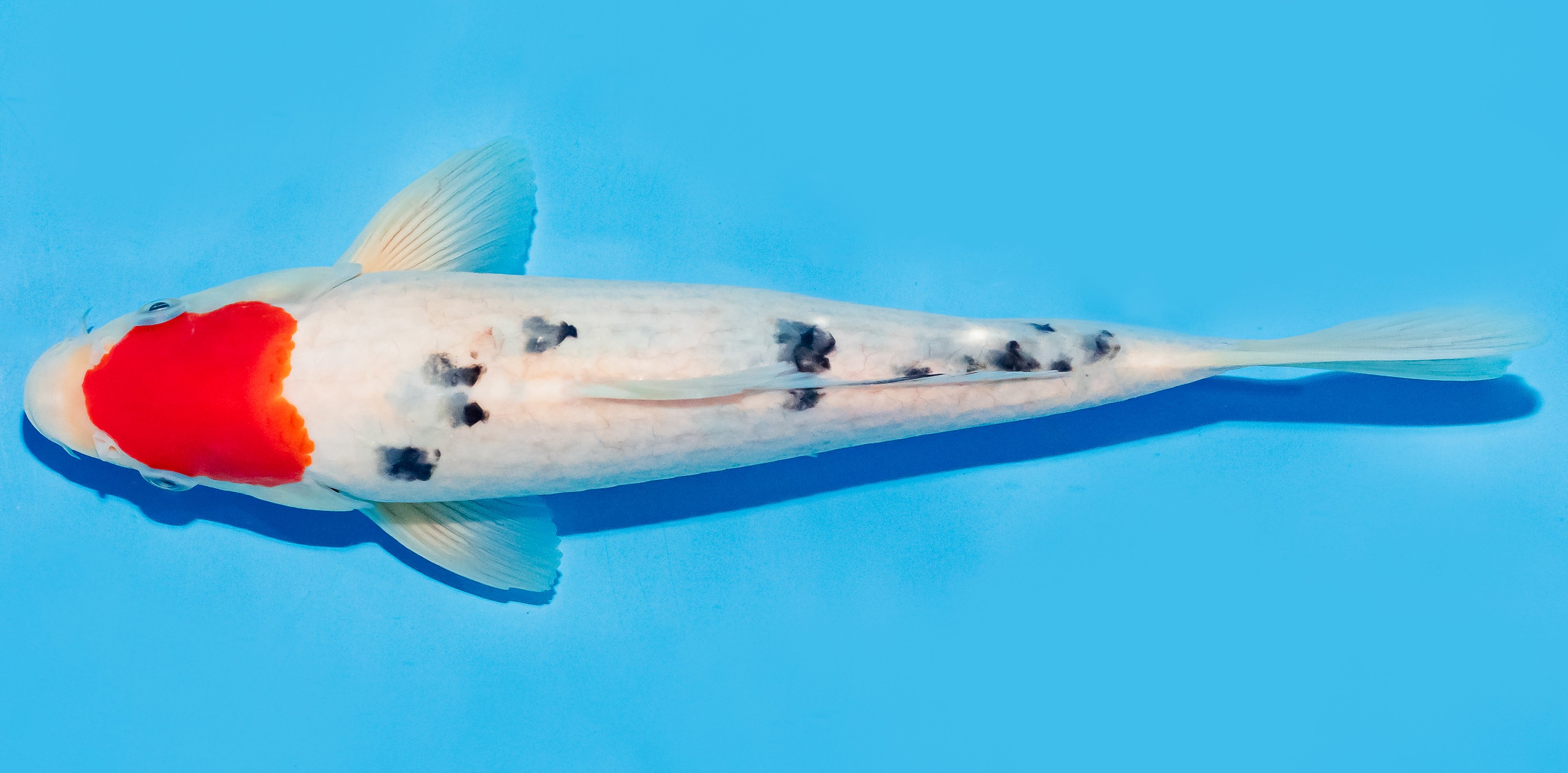 Koi 25-30cm Nr. 8302