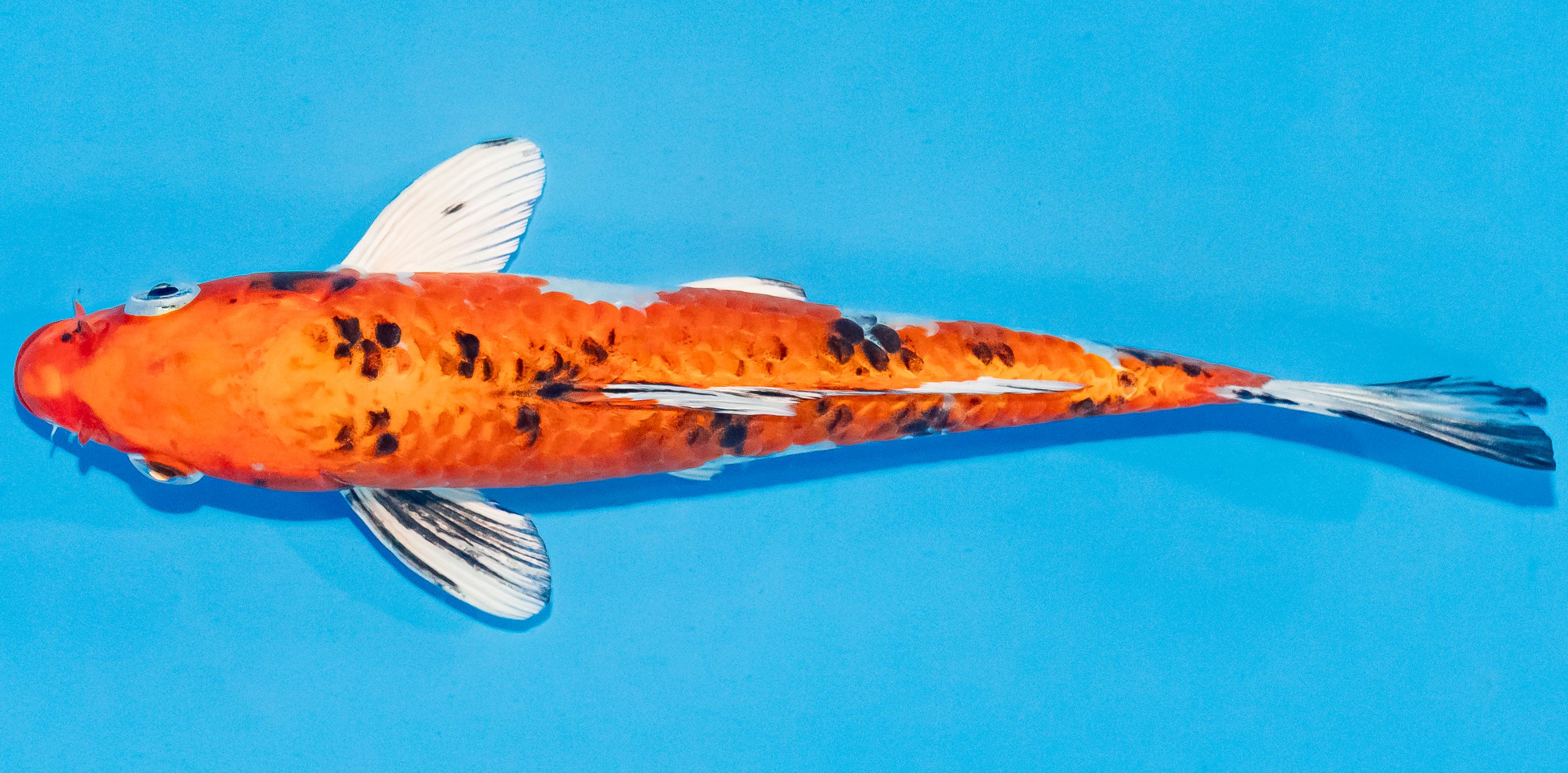 Koi 17-20cm Nr. 3322