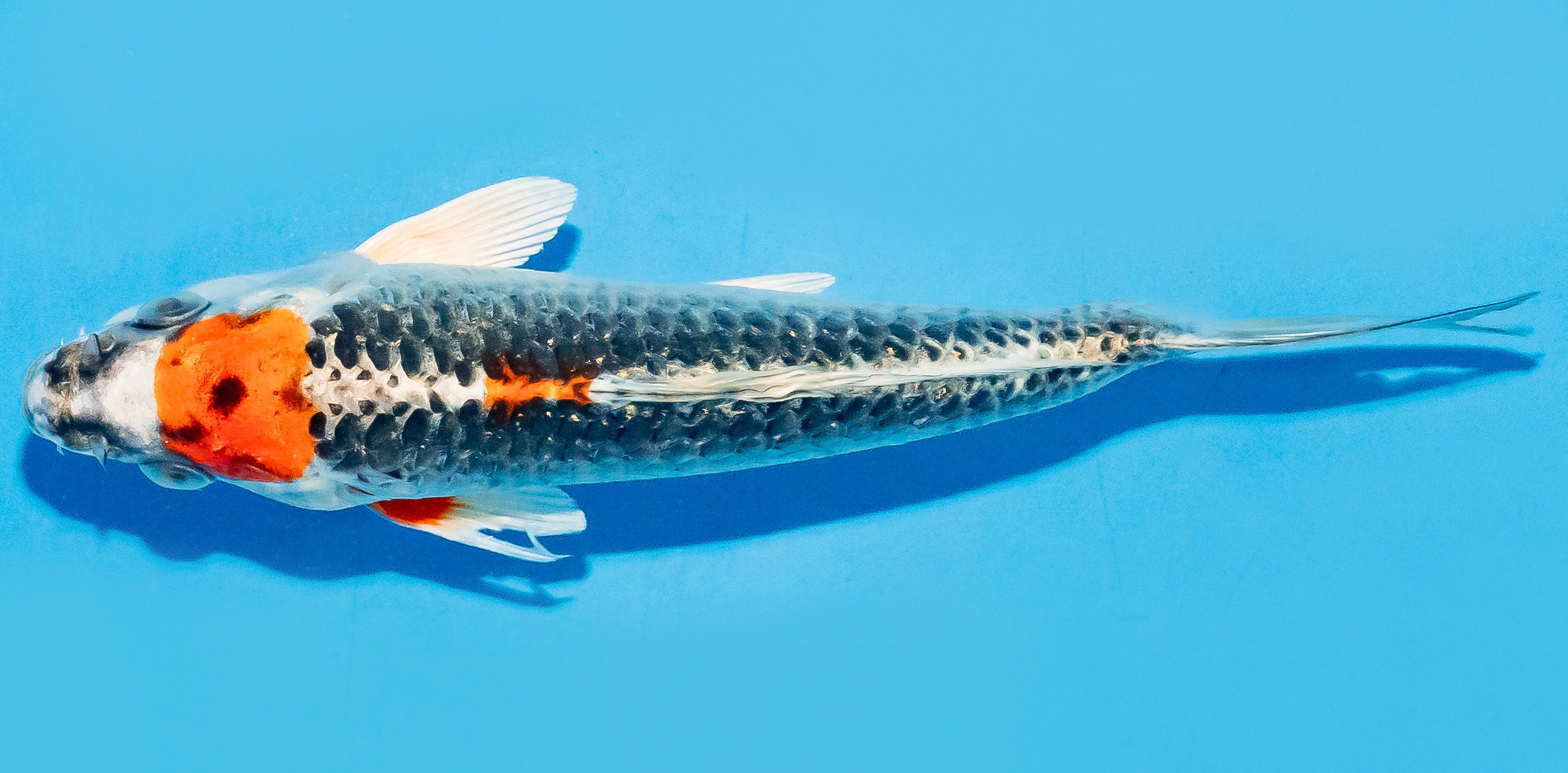 Asagi Koi von oben mit blaugrauem Schuppennetz und roten Flanken