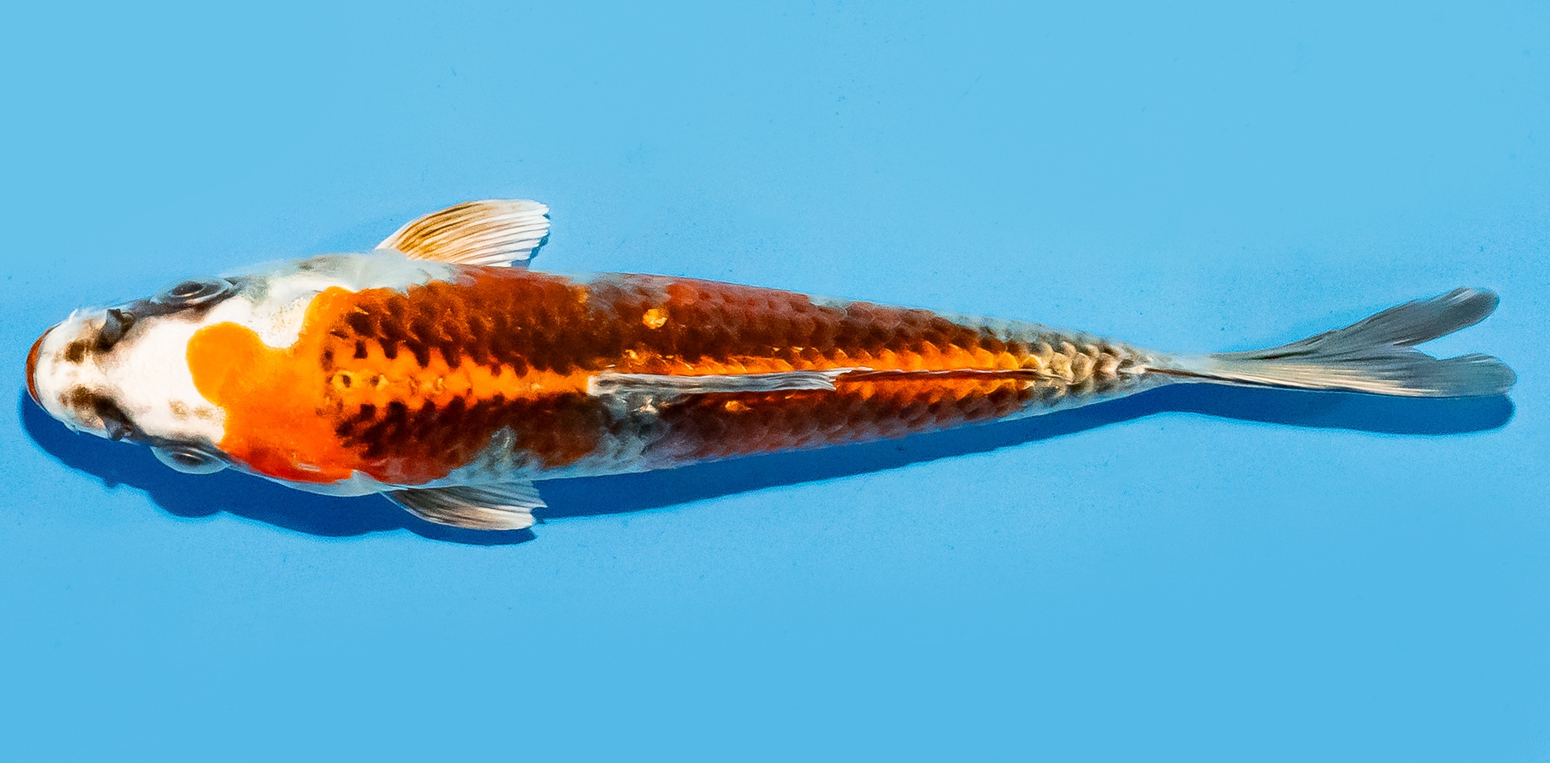 Koi 14-17cm Nr. 8004