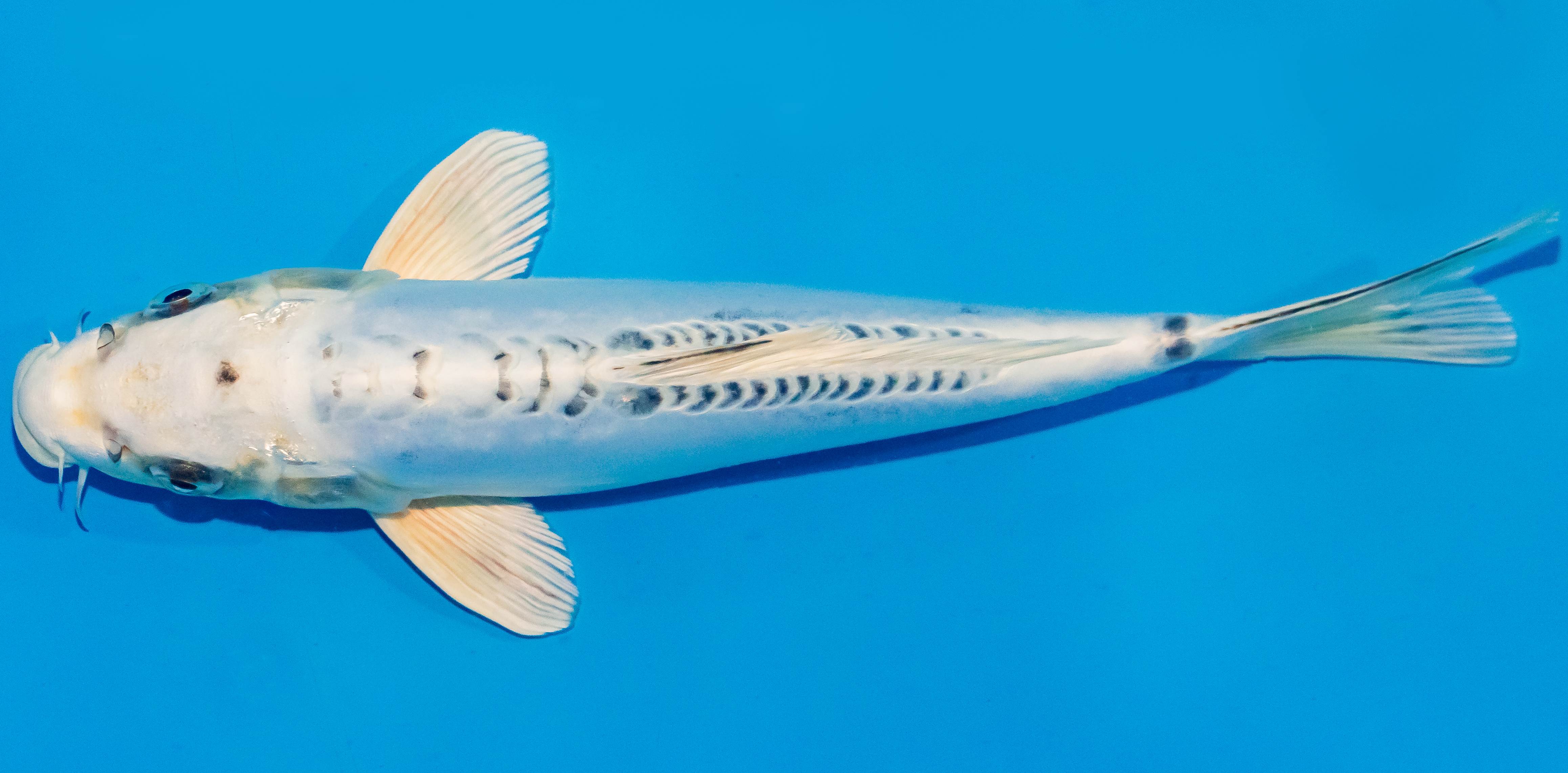 Koi 25-30cm Nr. 1539