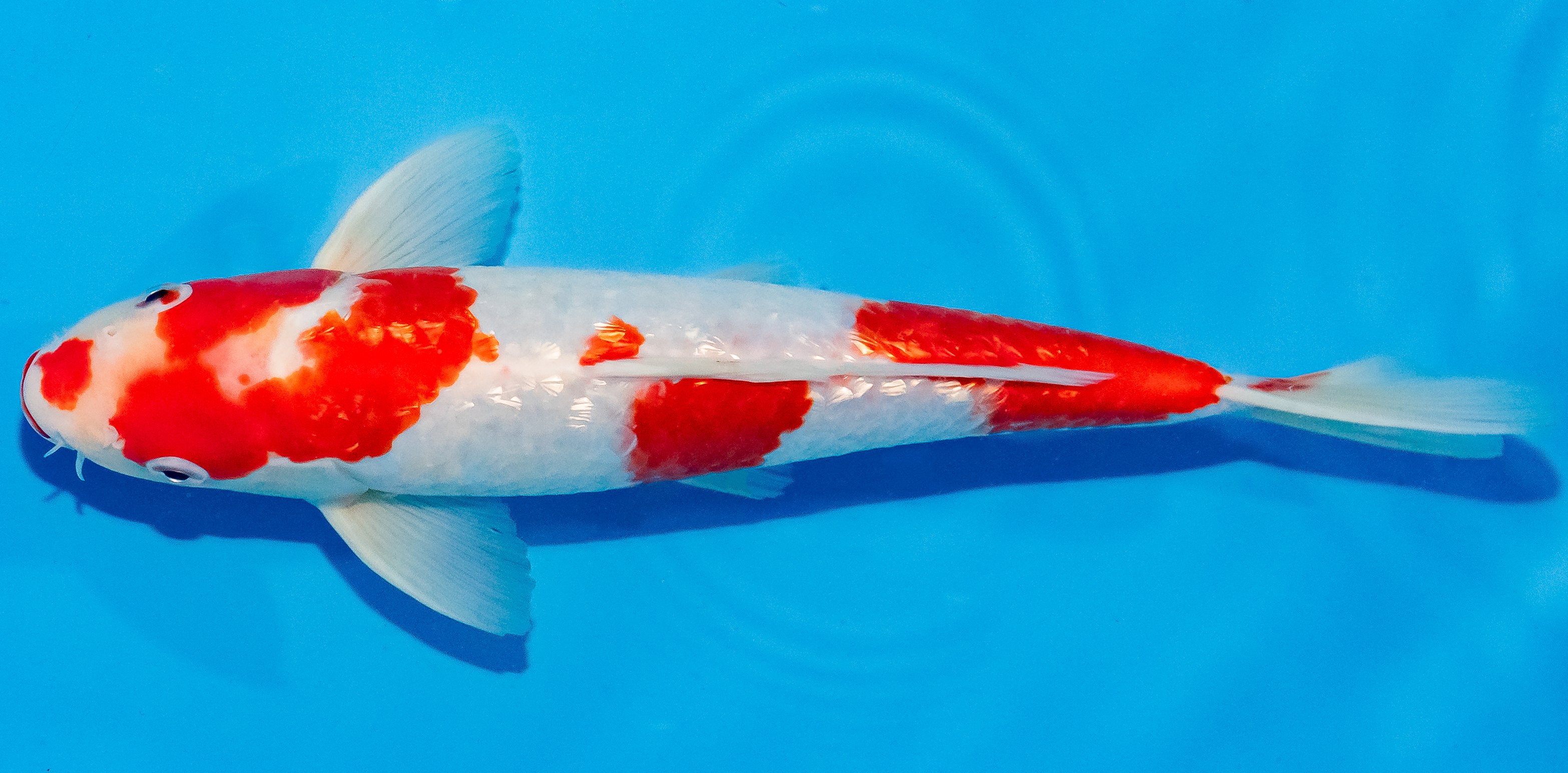Koi 30-35cm Nr. 1334