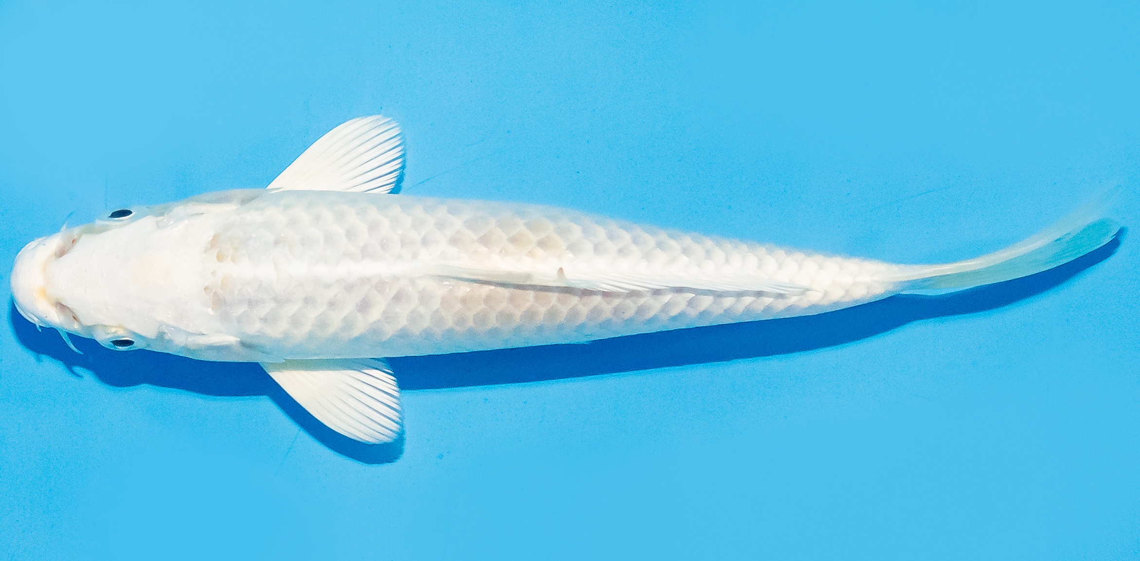 Koi 14-17cm Nr. 8029