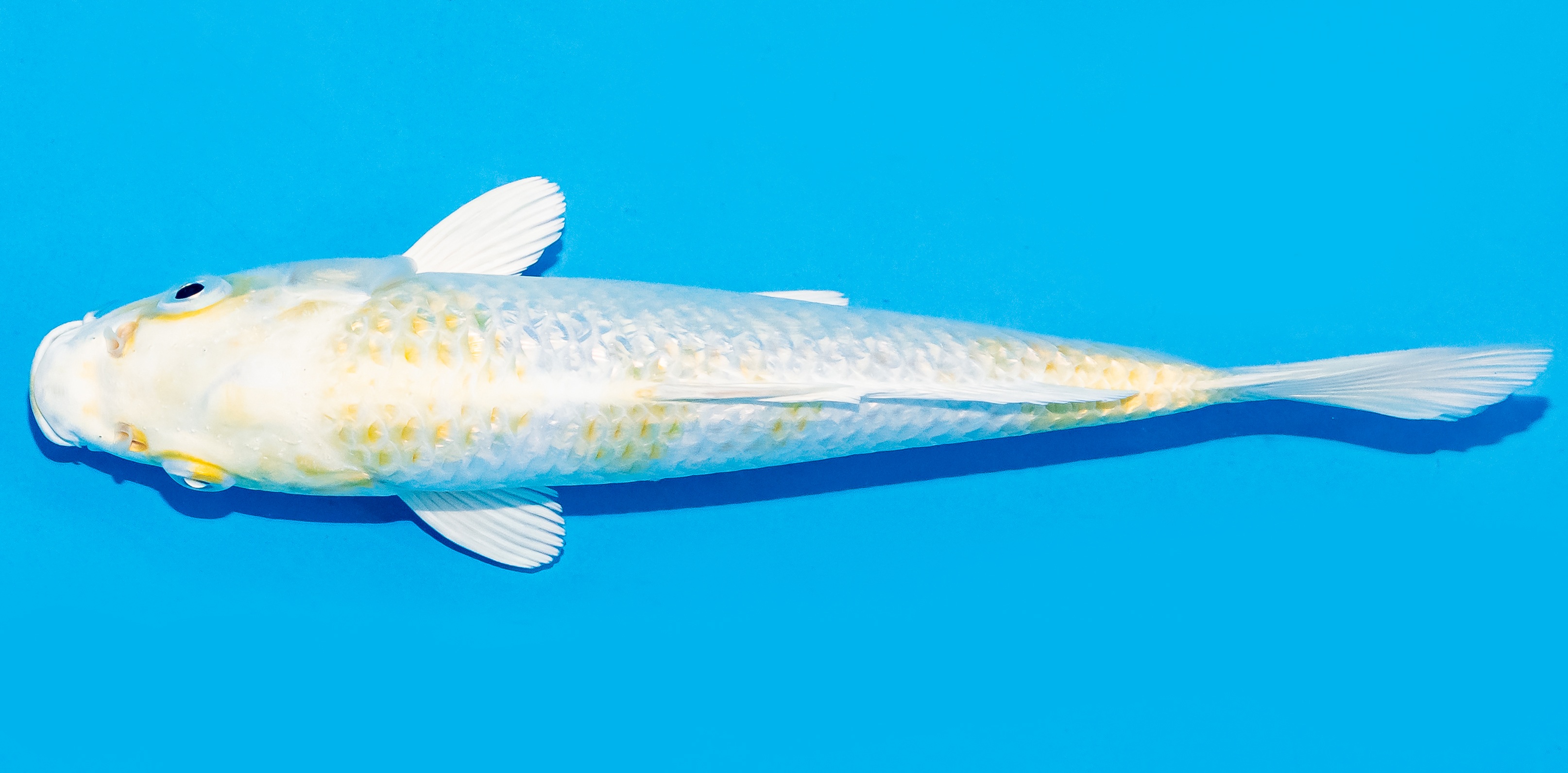 Koi 20-25cm Nr. 6655