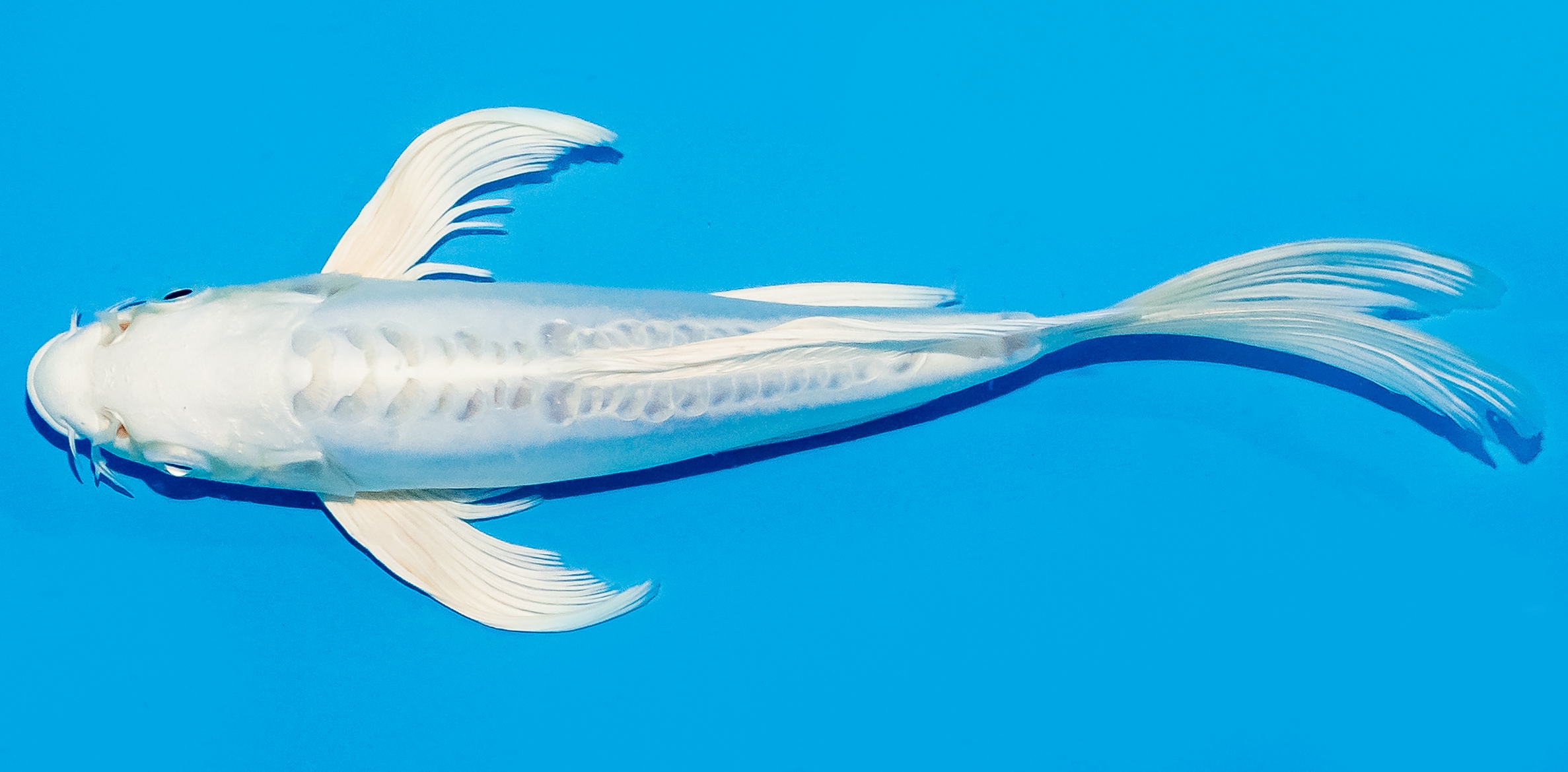 Butterfly Koi 20-25cm Nr. 8563