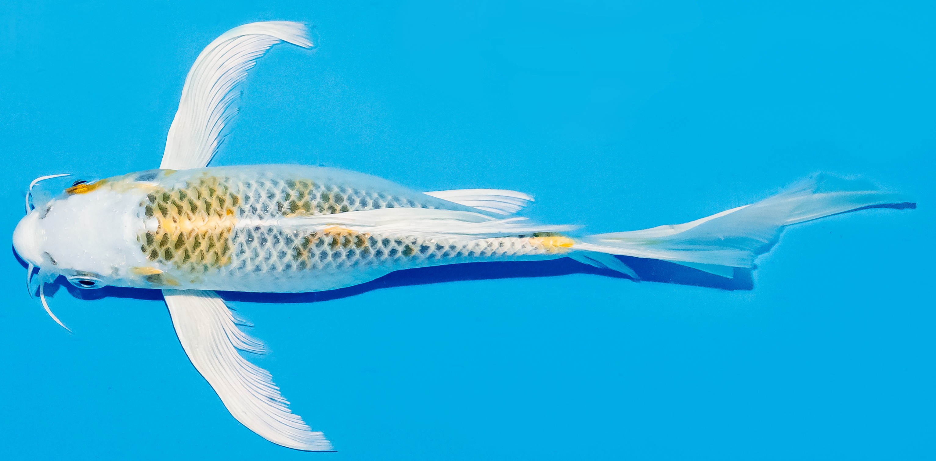 Butterfly Koi 20-25cm Nr. 8524