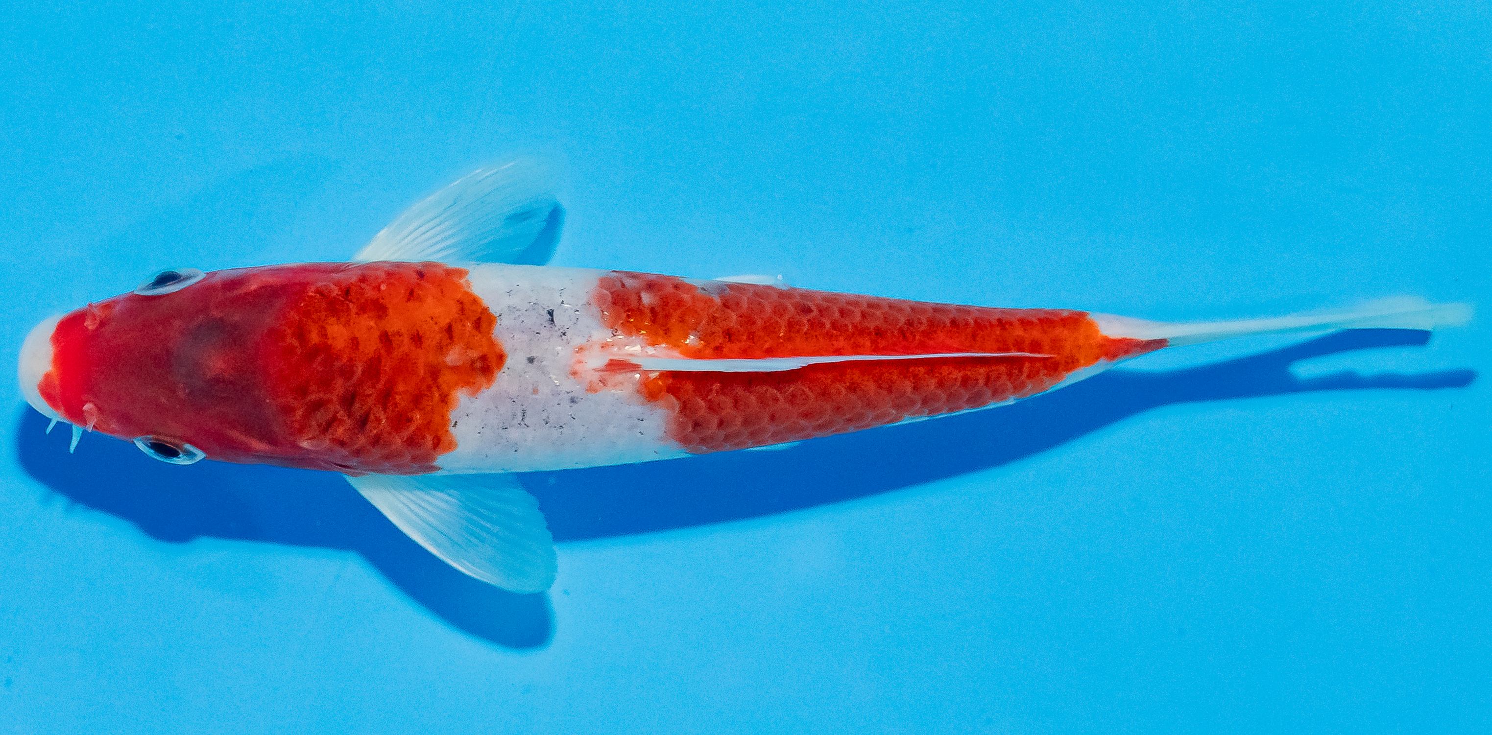 Koi 14-17cm Nr. 2773