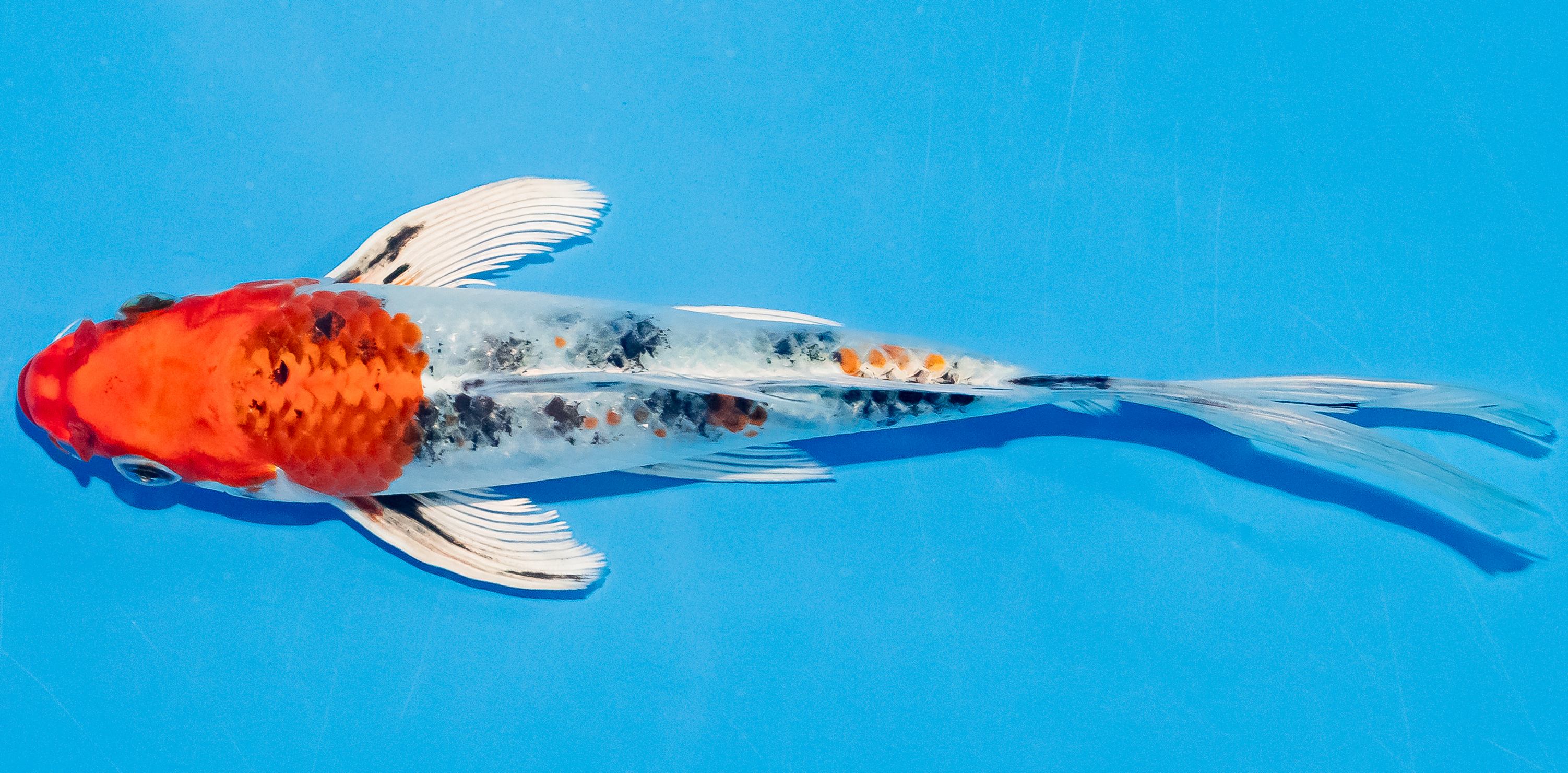 Butterfly Koi 20-25cm Nr. 3308