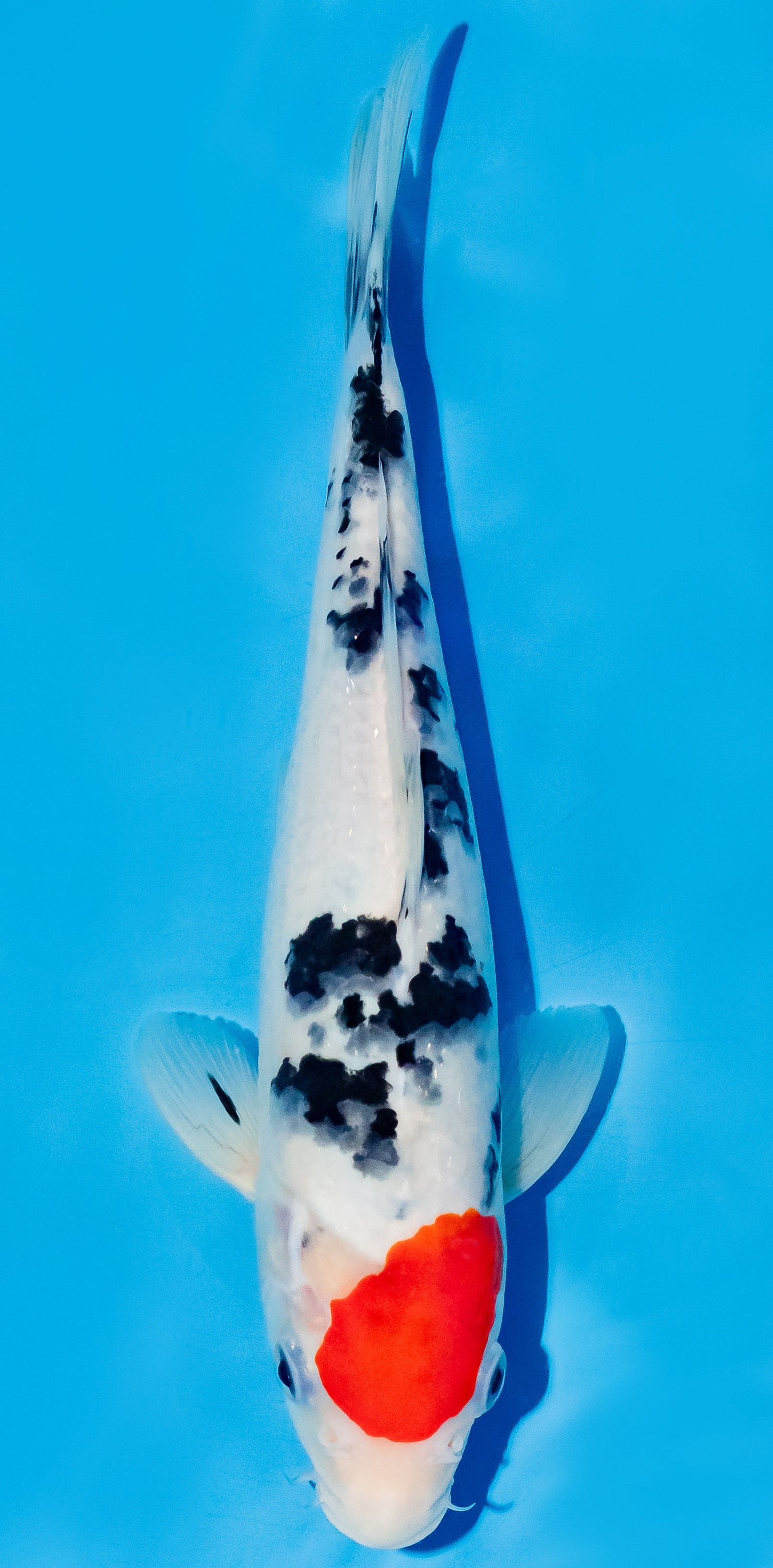 Koi 25-30cm Nr. 6241