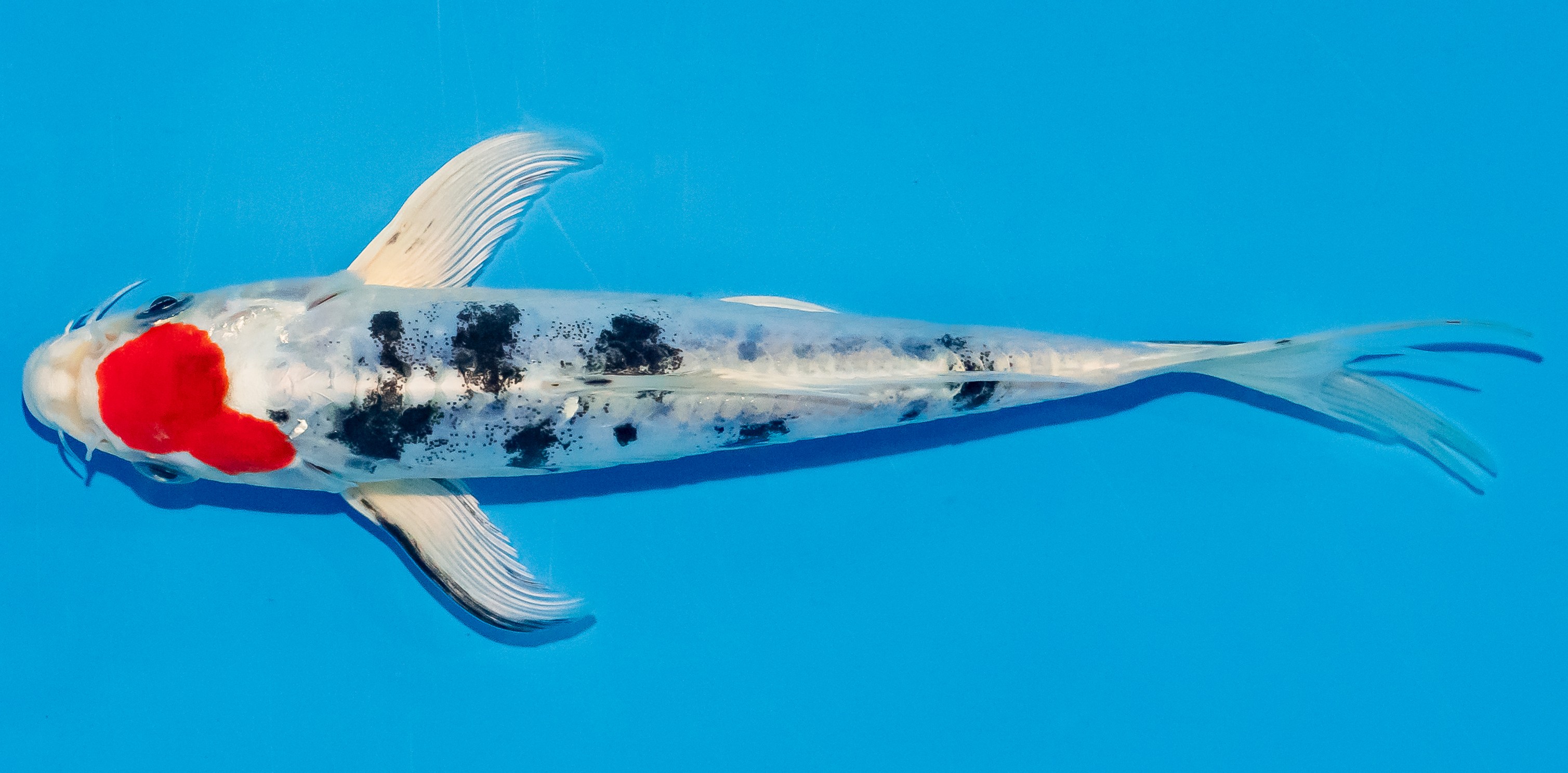 Butterfly Koi 20-25cm Nr. 3420