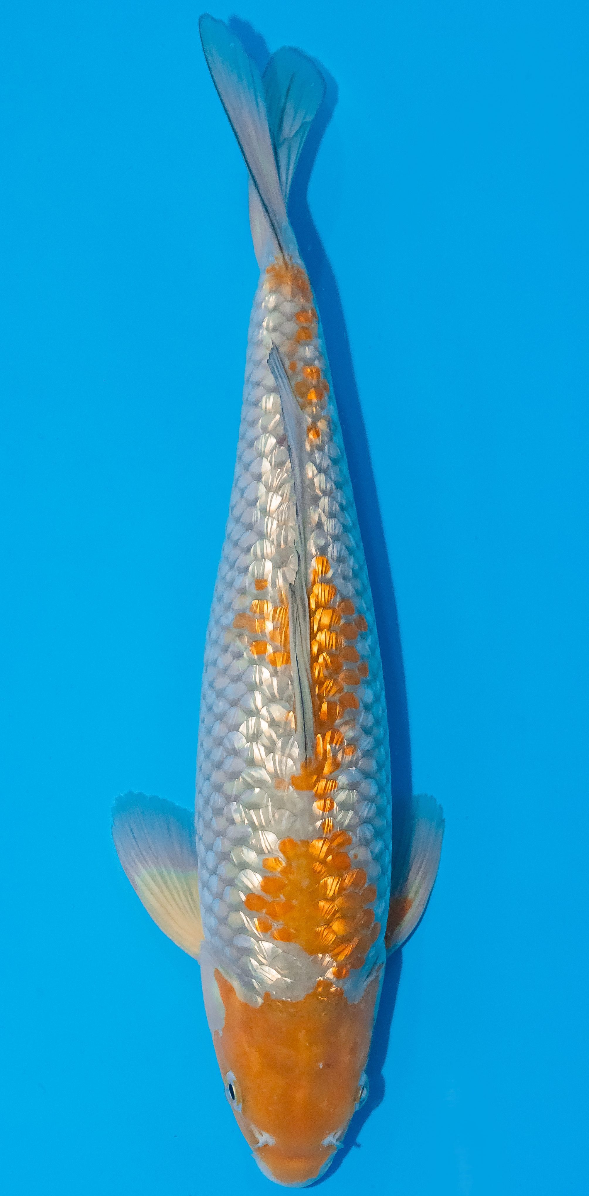 Koi 35-40cm Nr. 5095