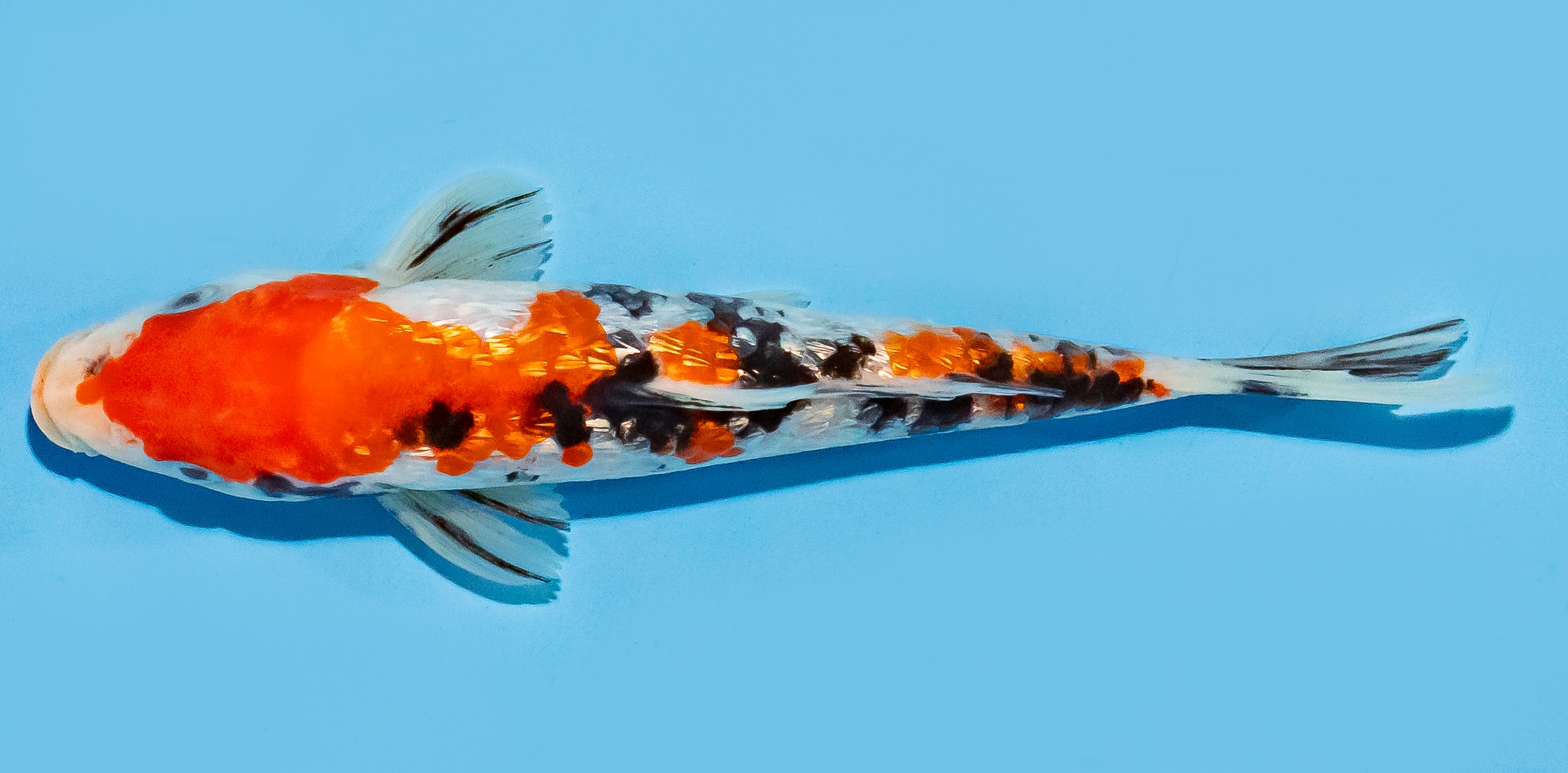 Koi 14-17cm Nr. 8059