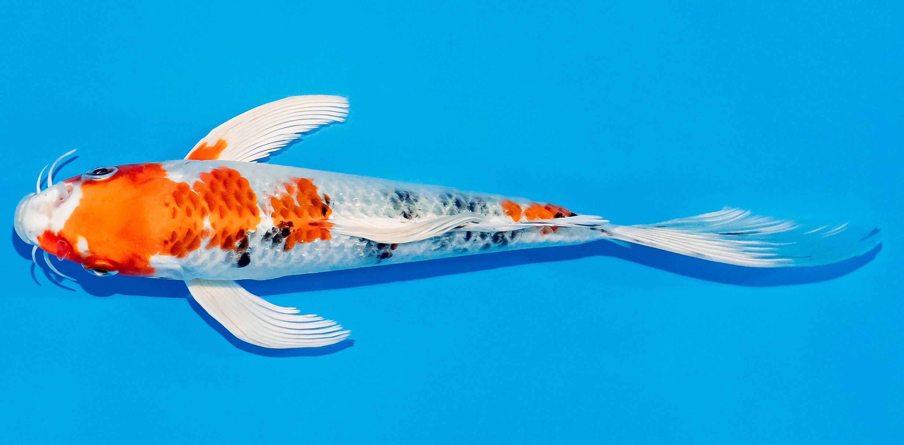 Butterfly Koi 20-25cm Nr. 3323