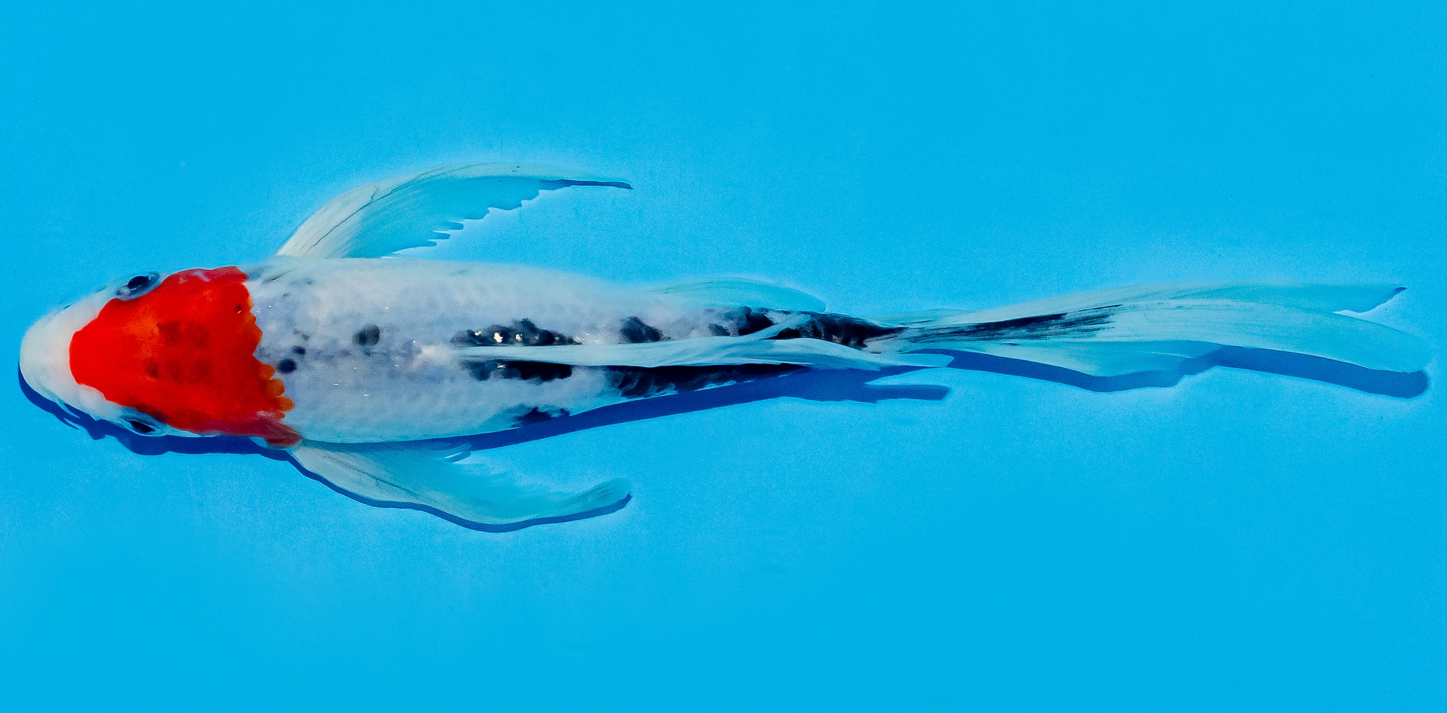 Butterfly Koi 25-30cm Nr. 5611