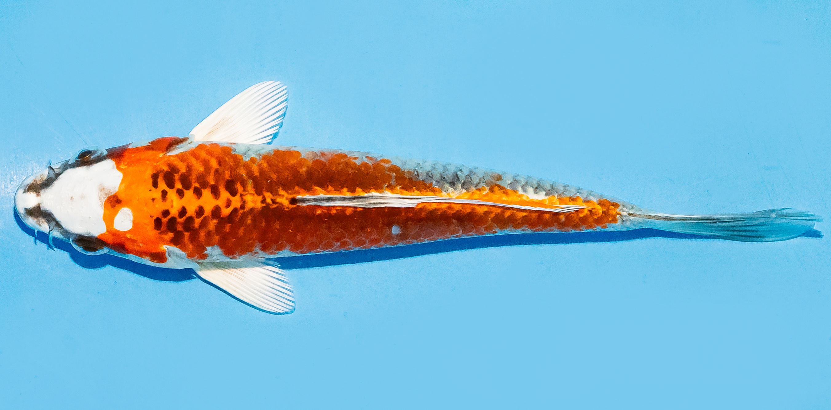 Koi 17-20cm Nr. 6590