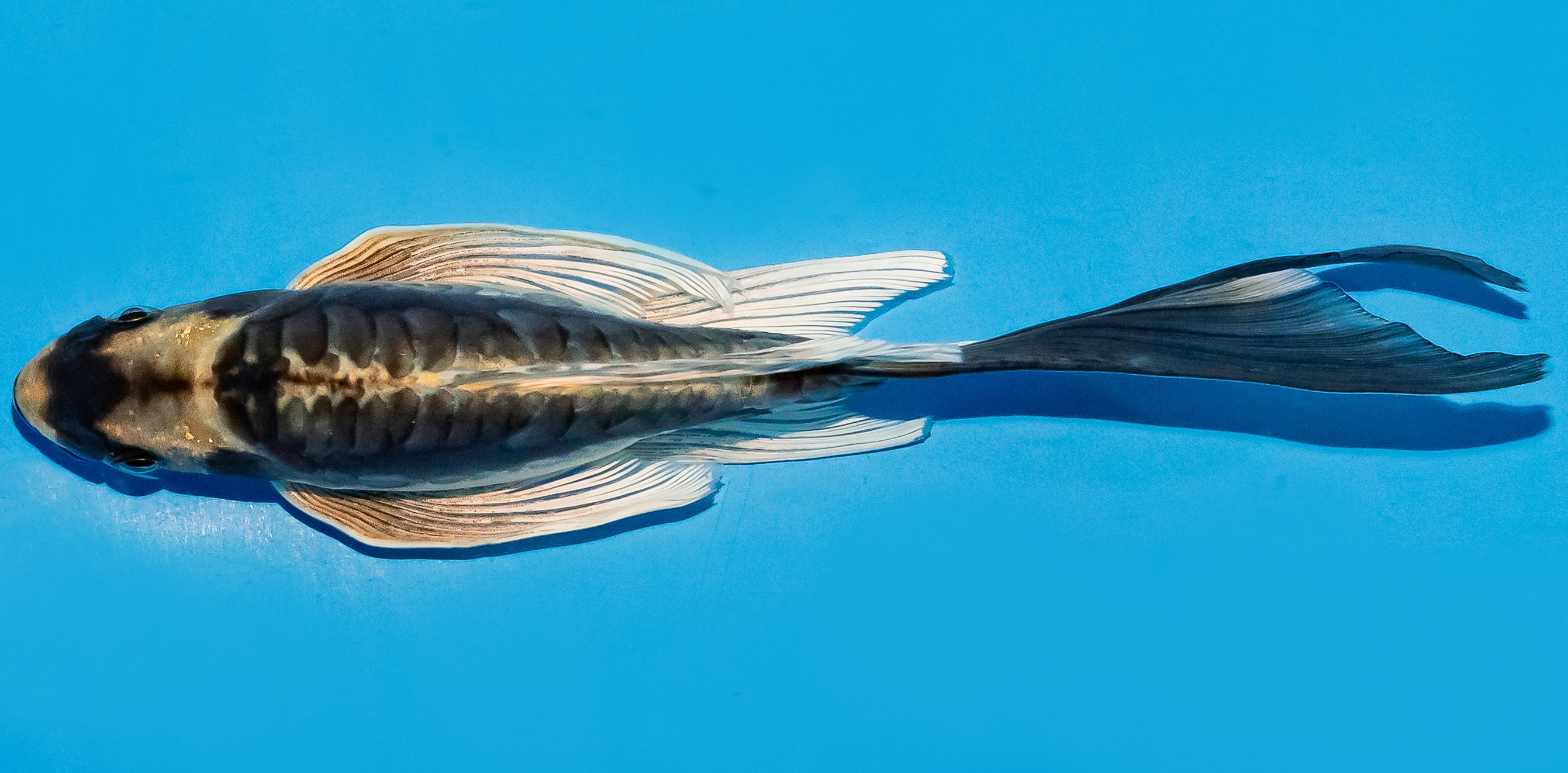 Butterfly Koi 20-25cm Nr. 8504