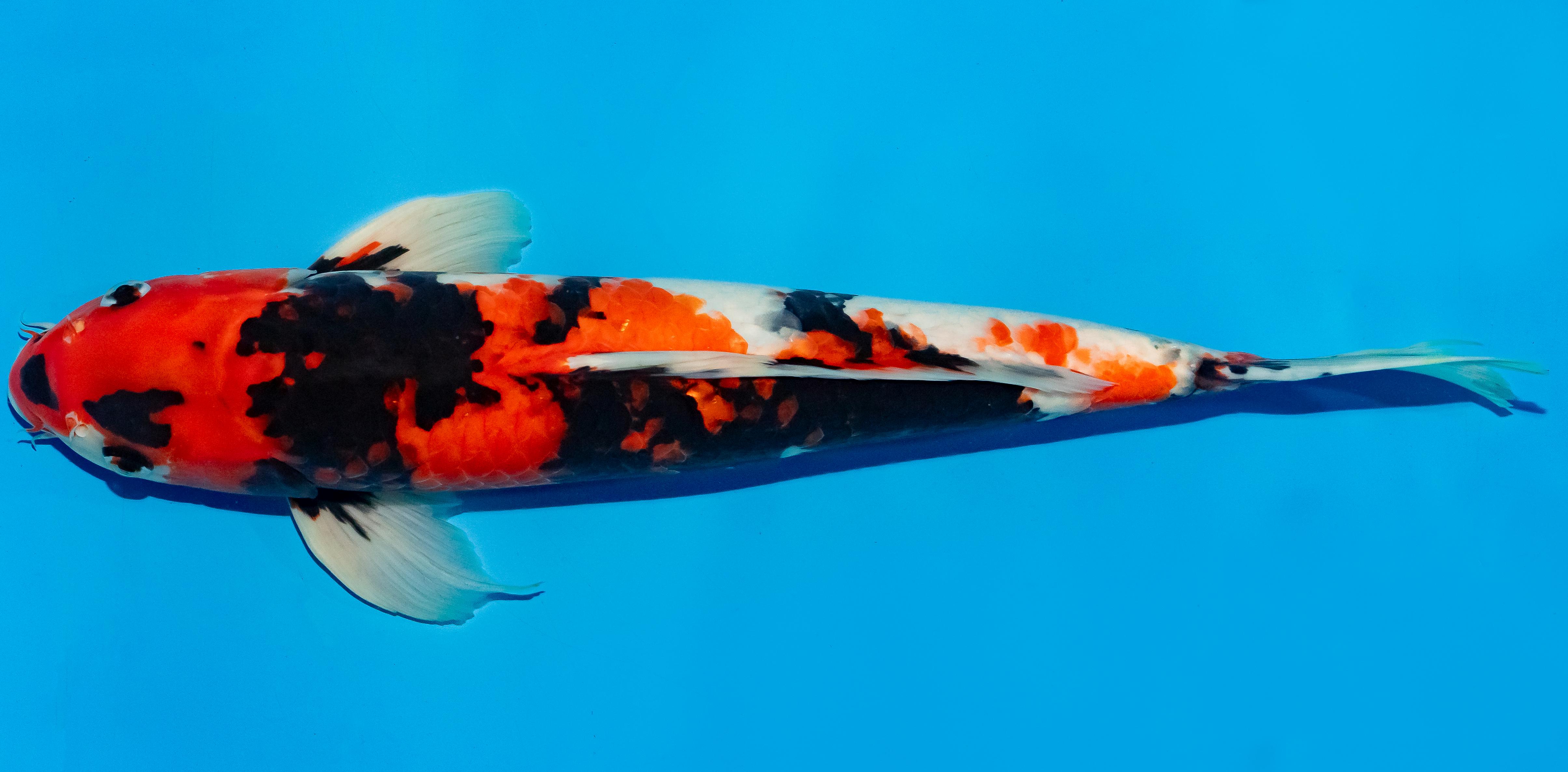 Koi 40-45cm Nr. 4909