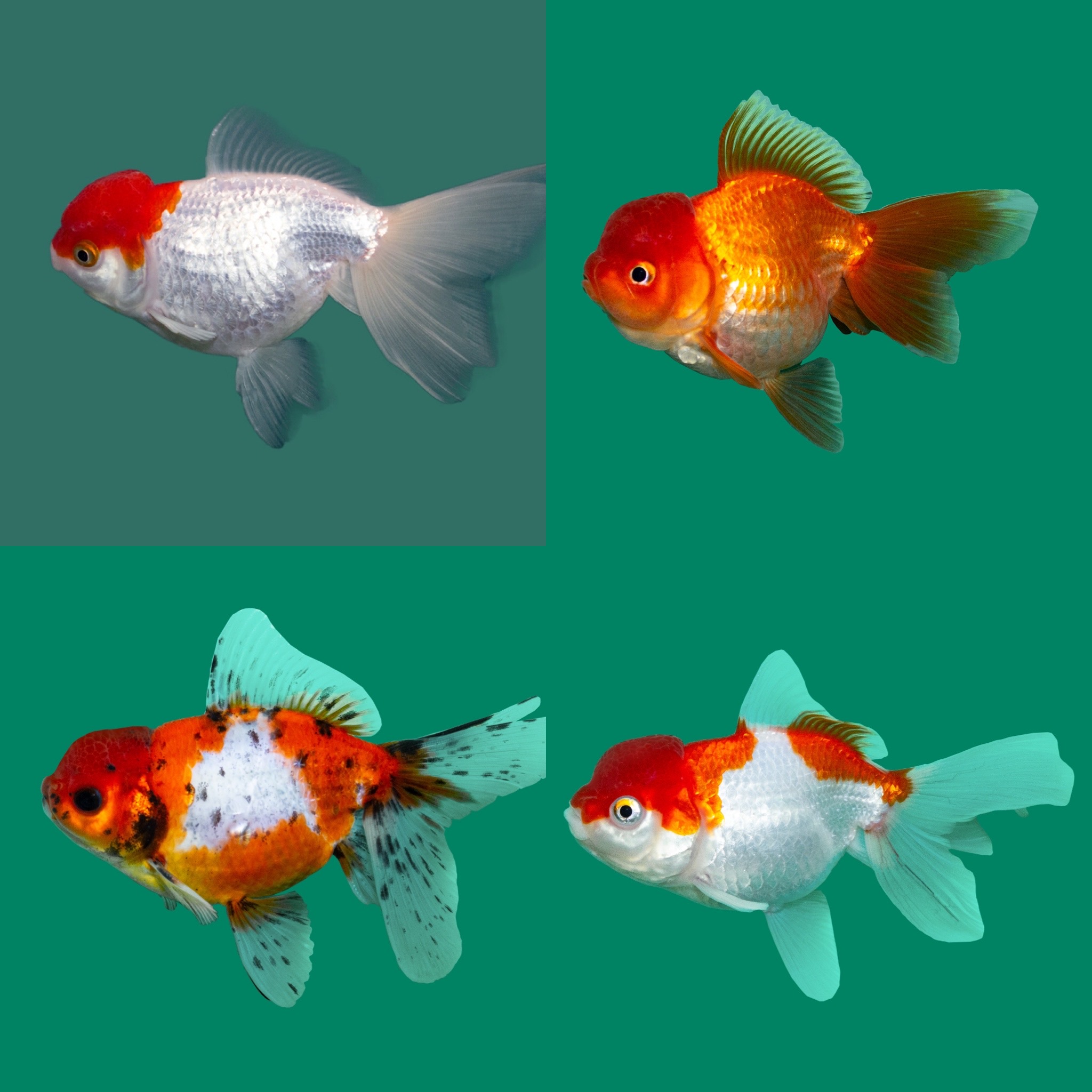 Schleierschwanz Oranda Mix