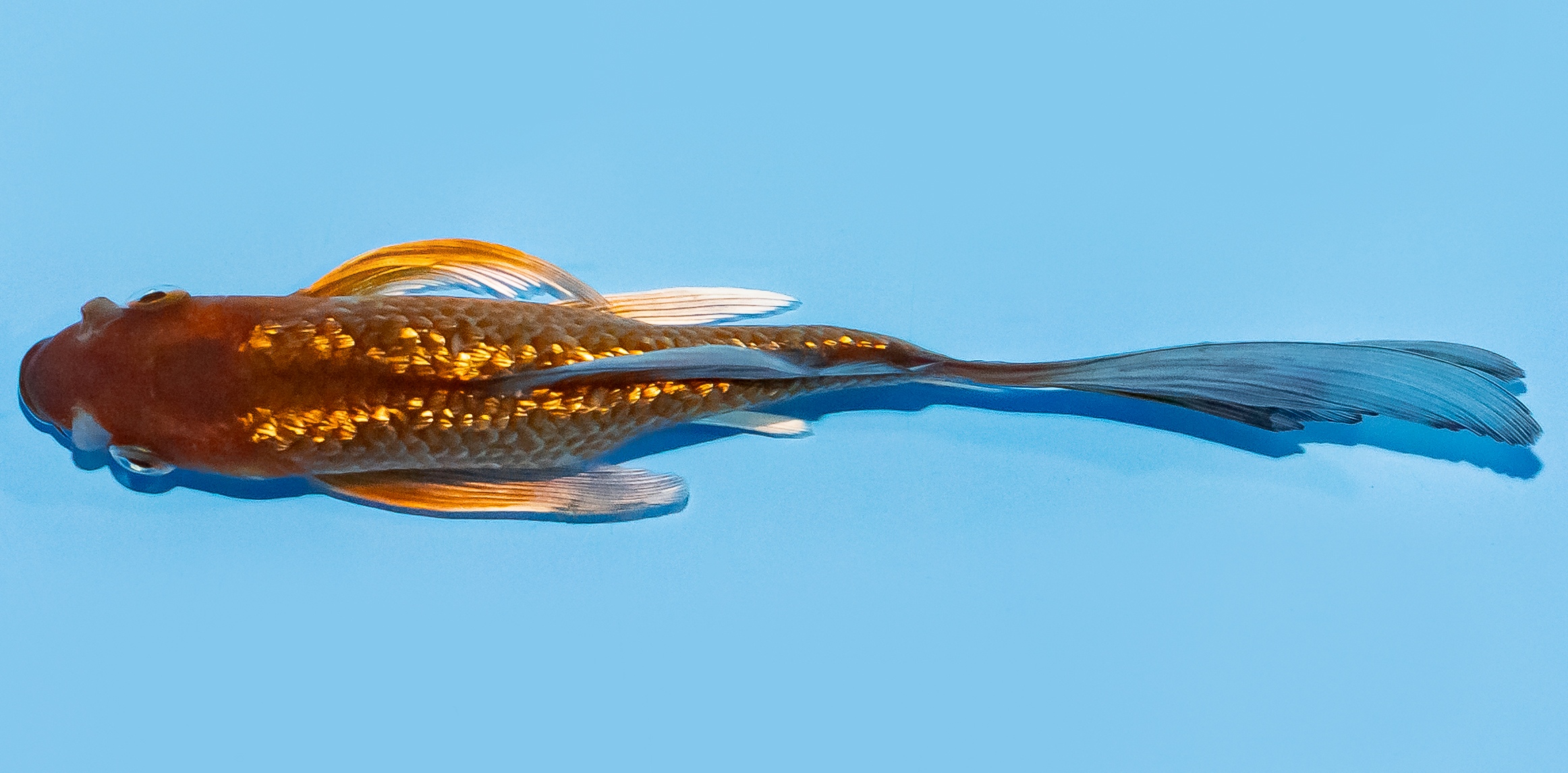 Butterfly Koi 14-17cm Nr. 8207