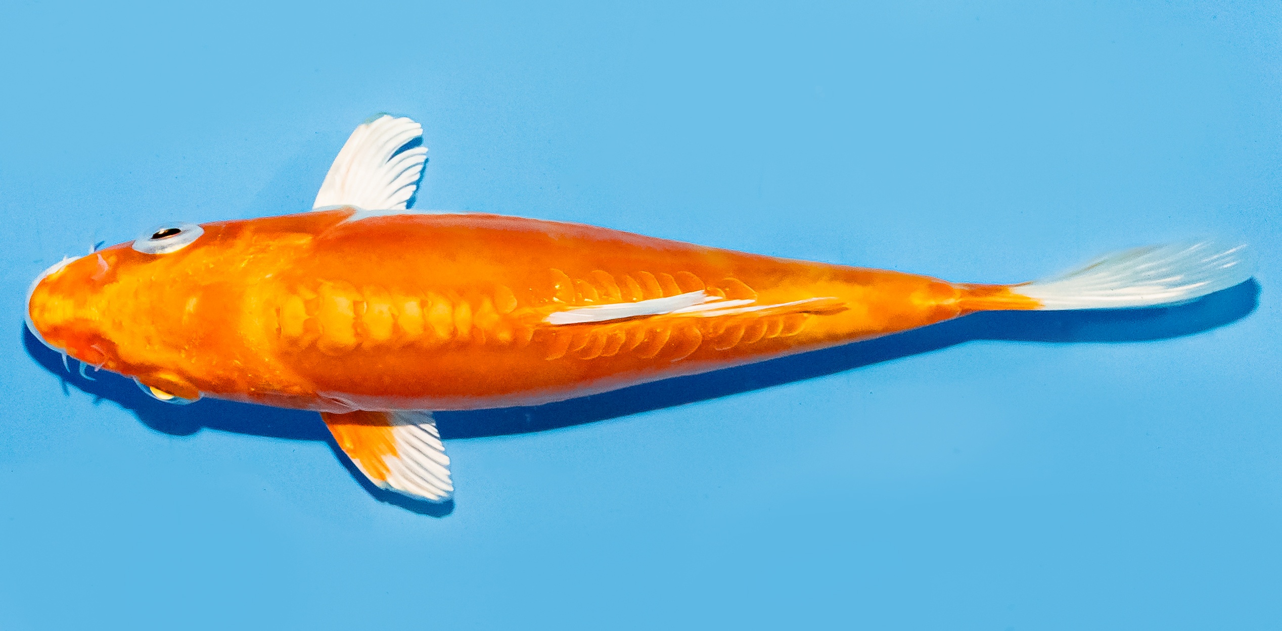 Koi 17-20cm Nr. 8811