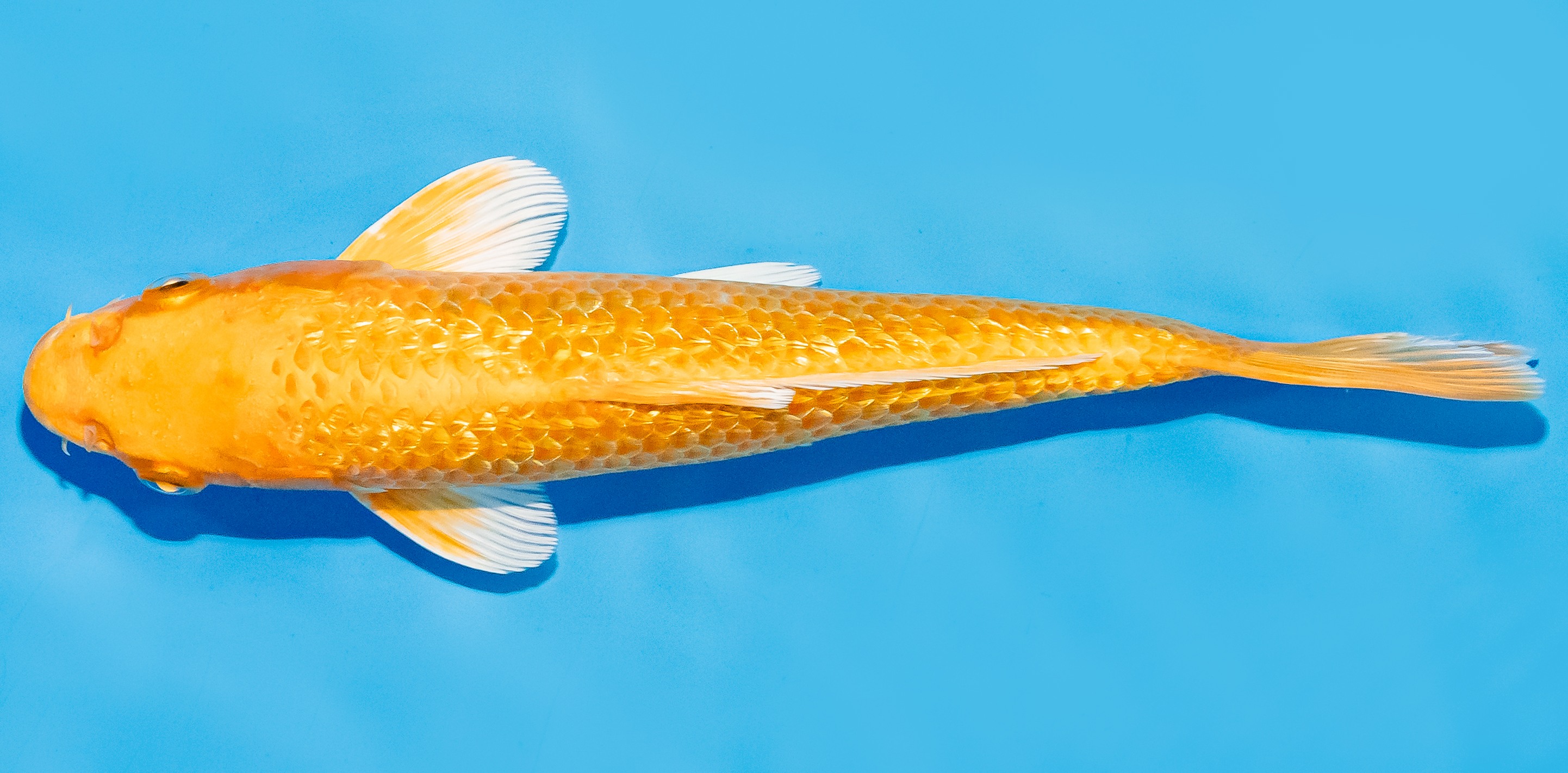Koi 17-20cm Nr. 7233