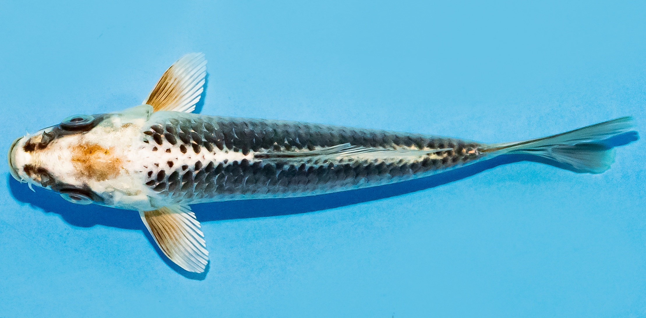 Koi 14-17cm Nr. 8103