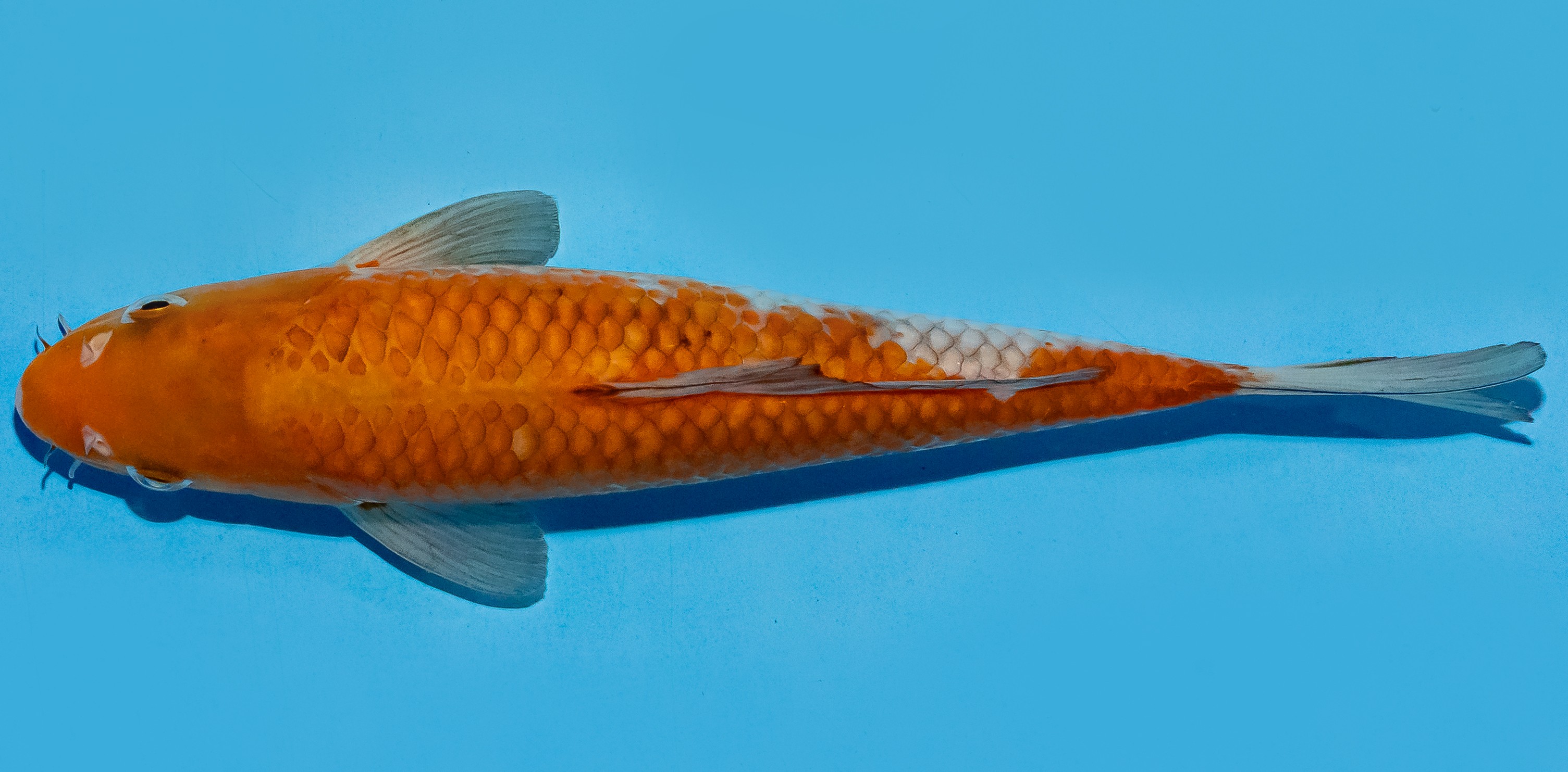 Koi 20-25cm Nr. 8605
