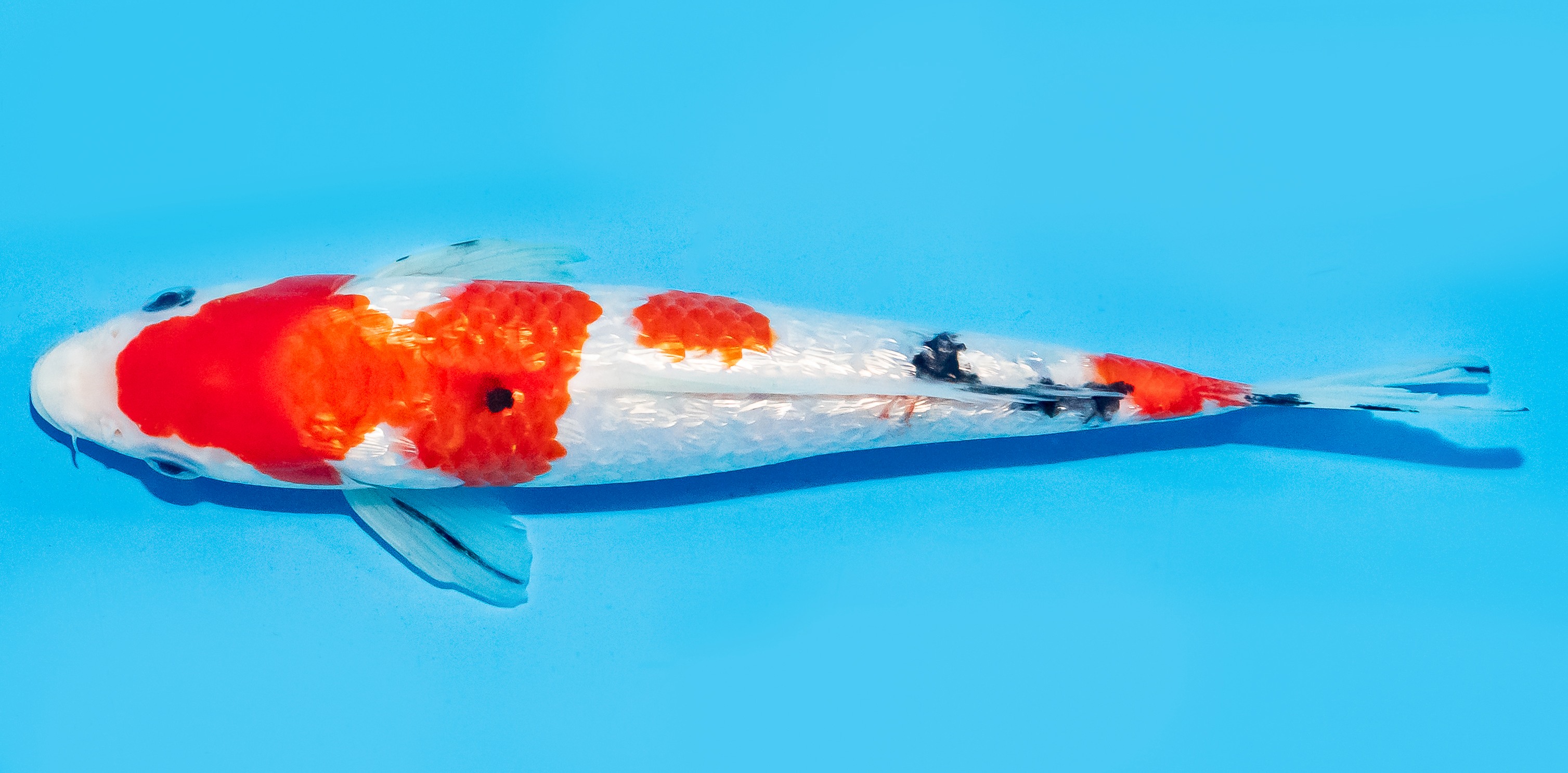 Koi 20-25cm Nr. 8402