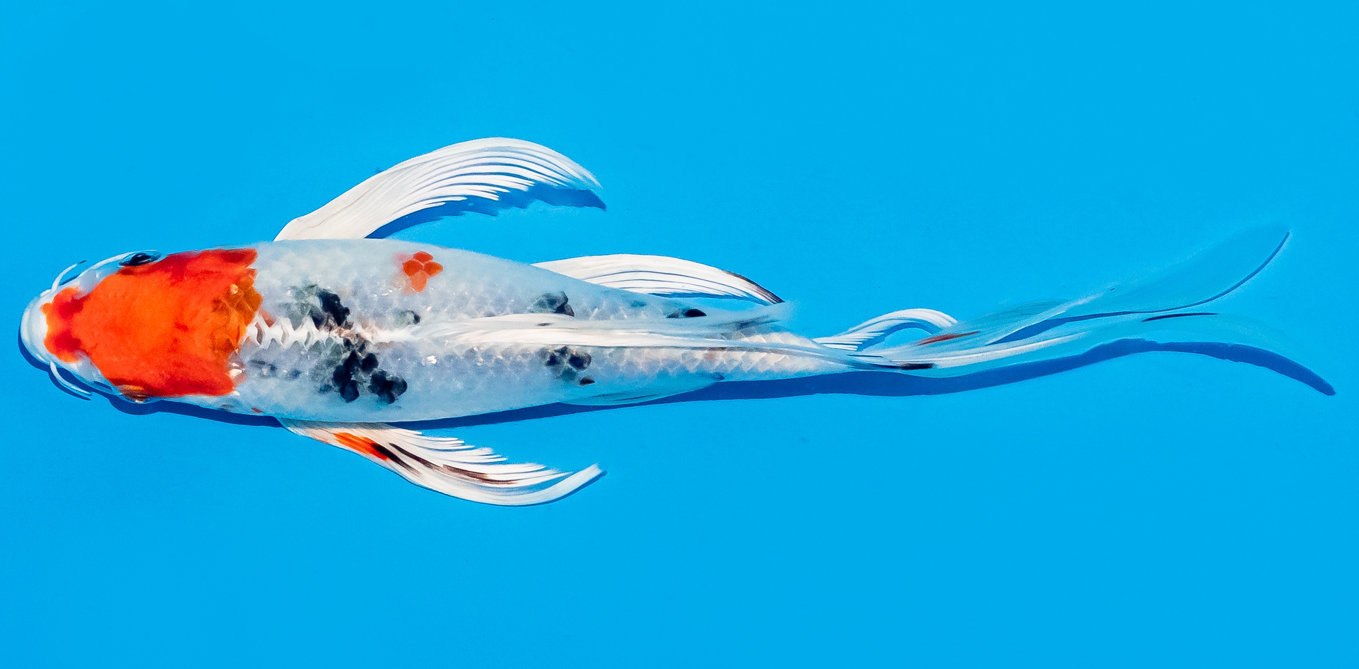 Butterfly Koi 20-25cm Nr. 8510