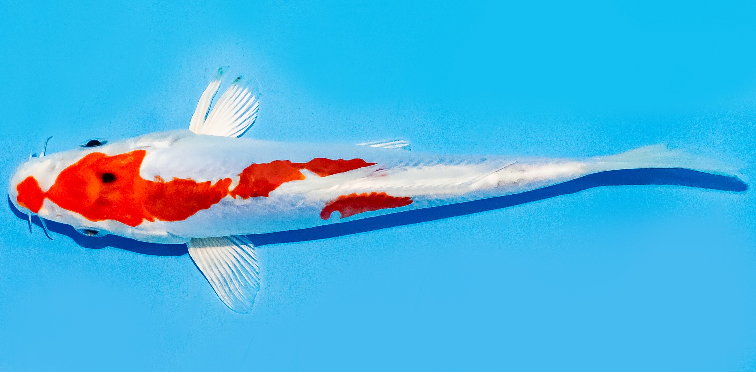 Koi 17-20cm Nr. 7759
