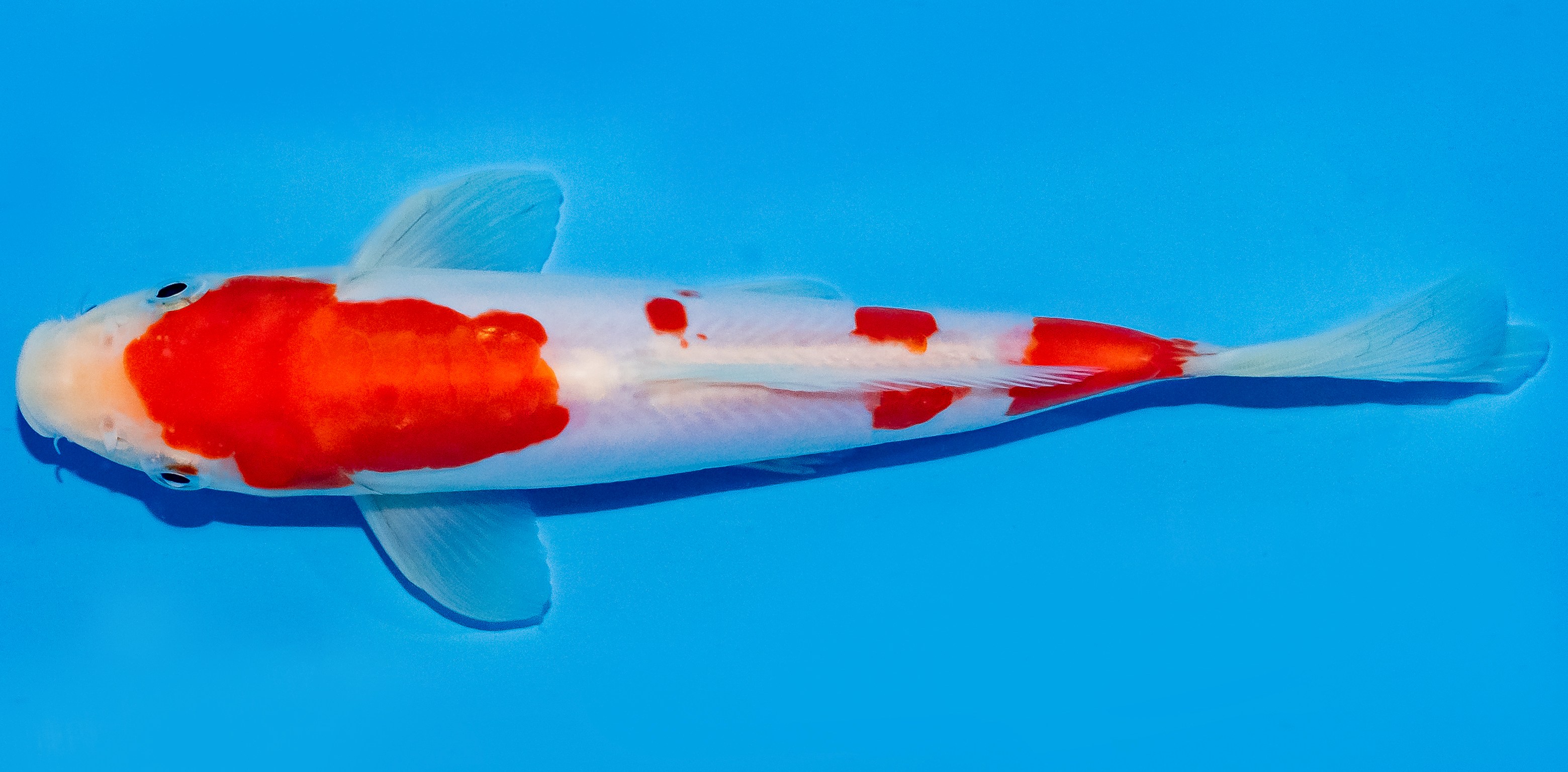 Koi 17-20cm Nr. 2060