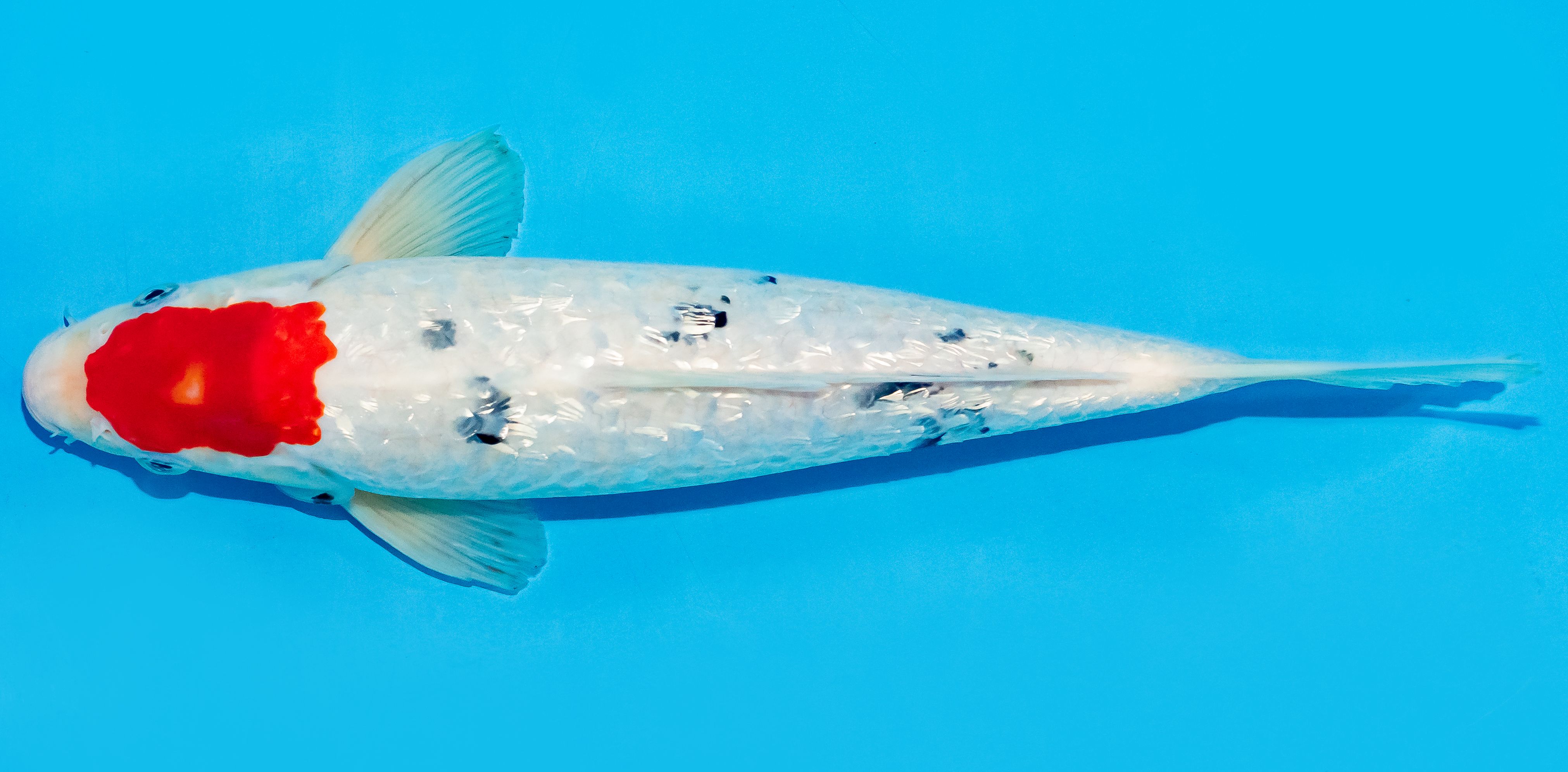 Koi 30-35cm Nr. 7646